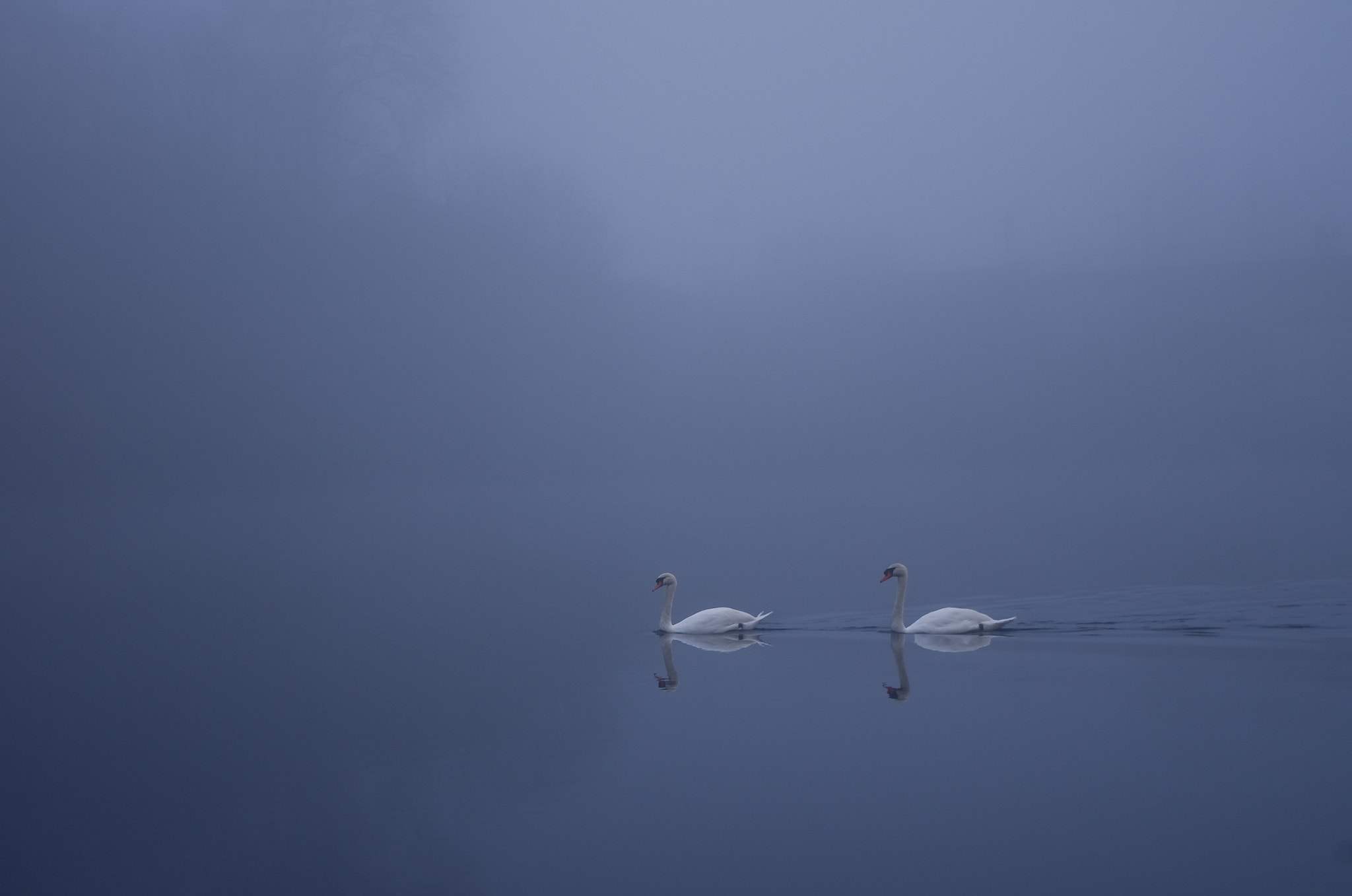 Pentax smc DA 18-55mm F3.5-5.6 AL WR sample photo. La grâce des cygnes photography
