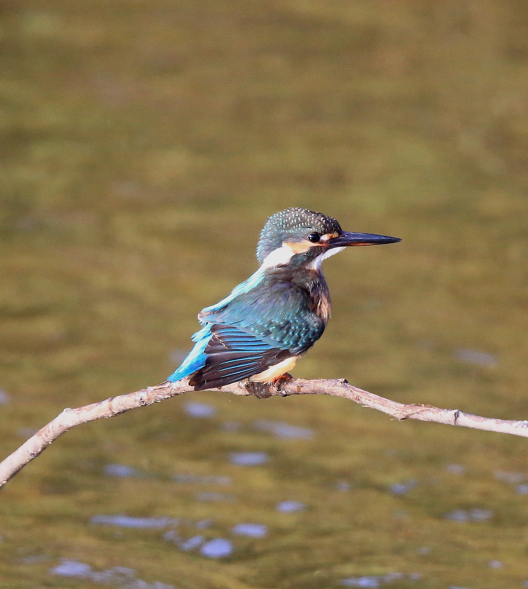 Canon EF 600mm F4L IS II USM sample photo. 800 photography