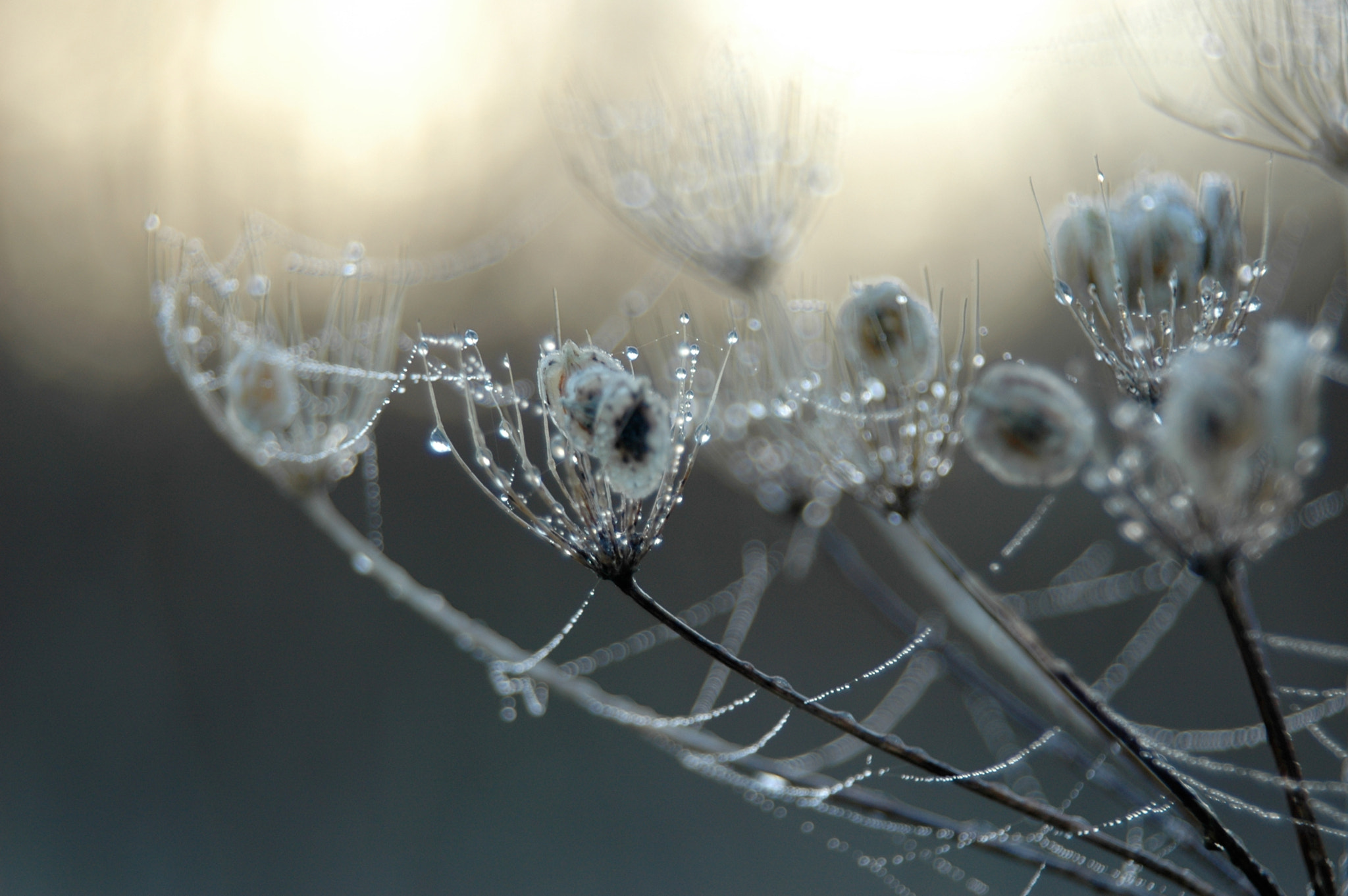 Nikon D70s sample photo. Dew photography