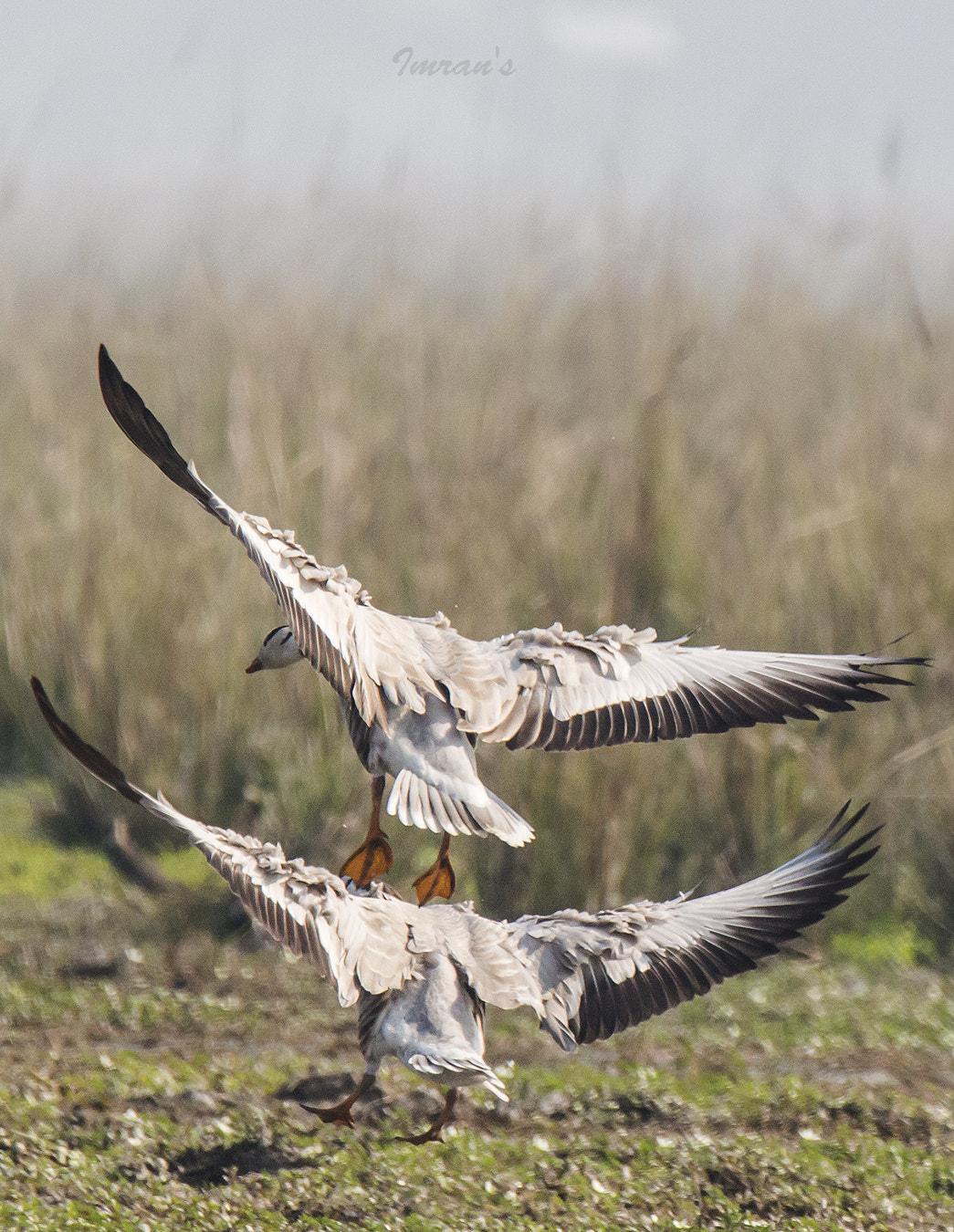 Tamron SP 150-600mm F5-6.3 Di VC USD sample photo. () photography