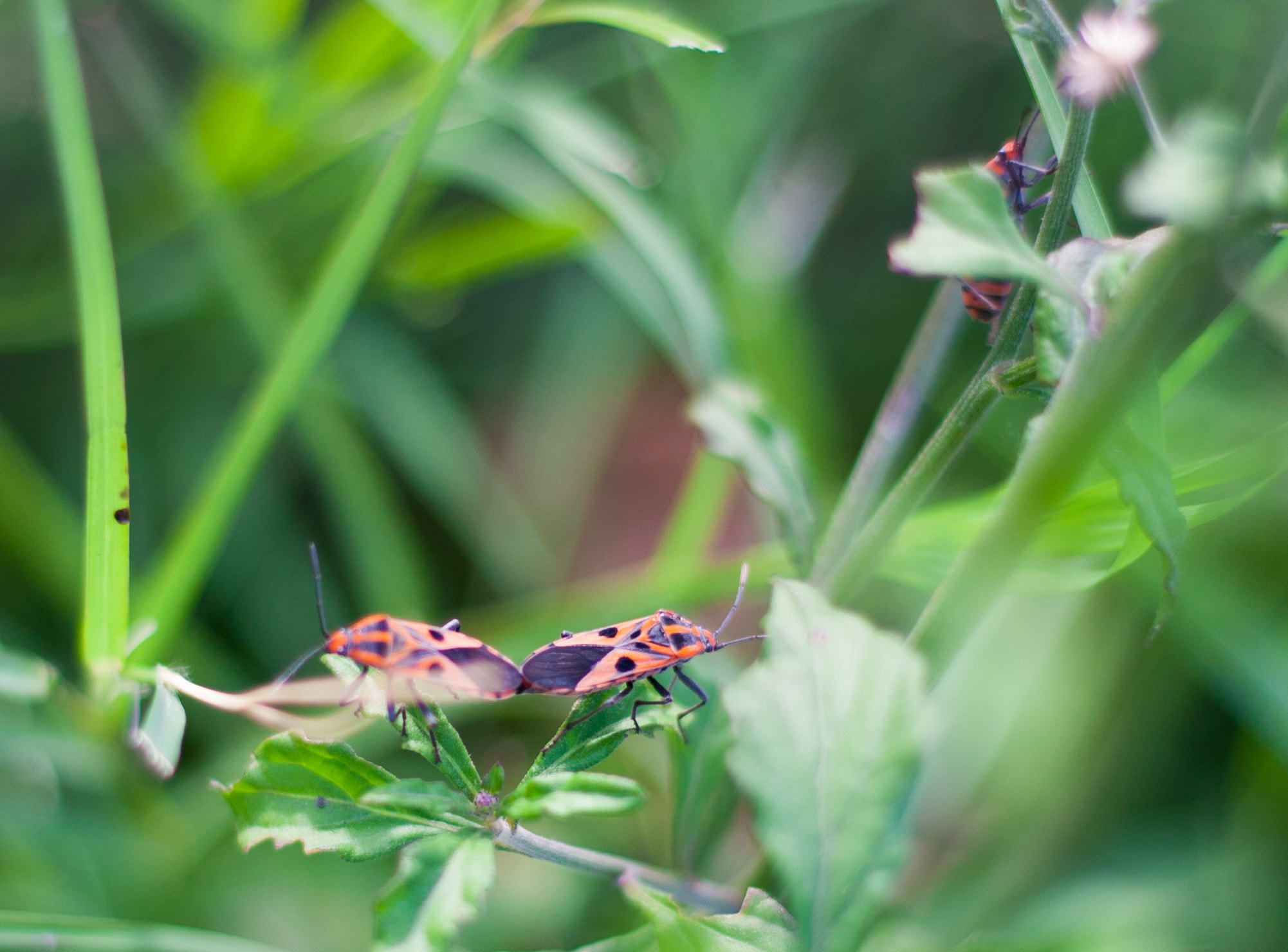 Canon EOS 30D + Canon EF 50mm F1.8 STM sample photo. Img photography