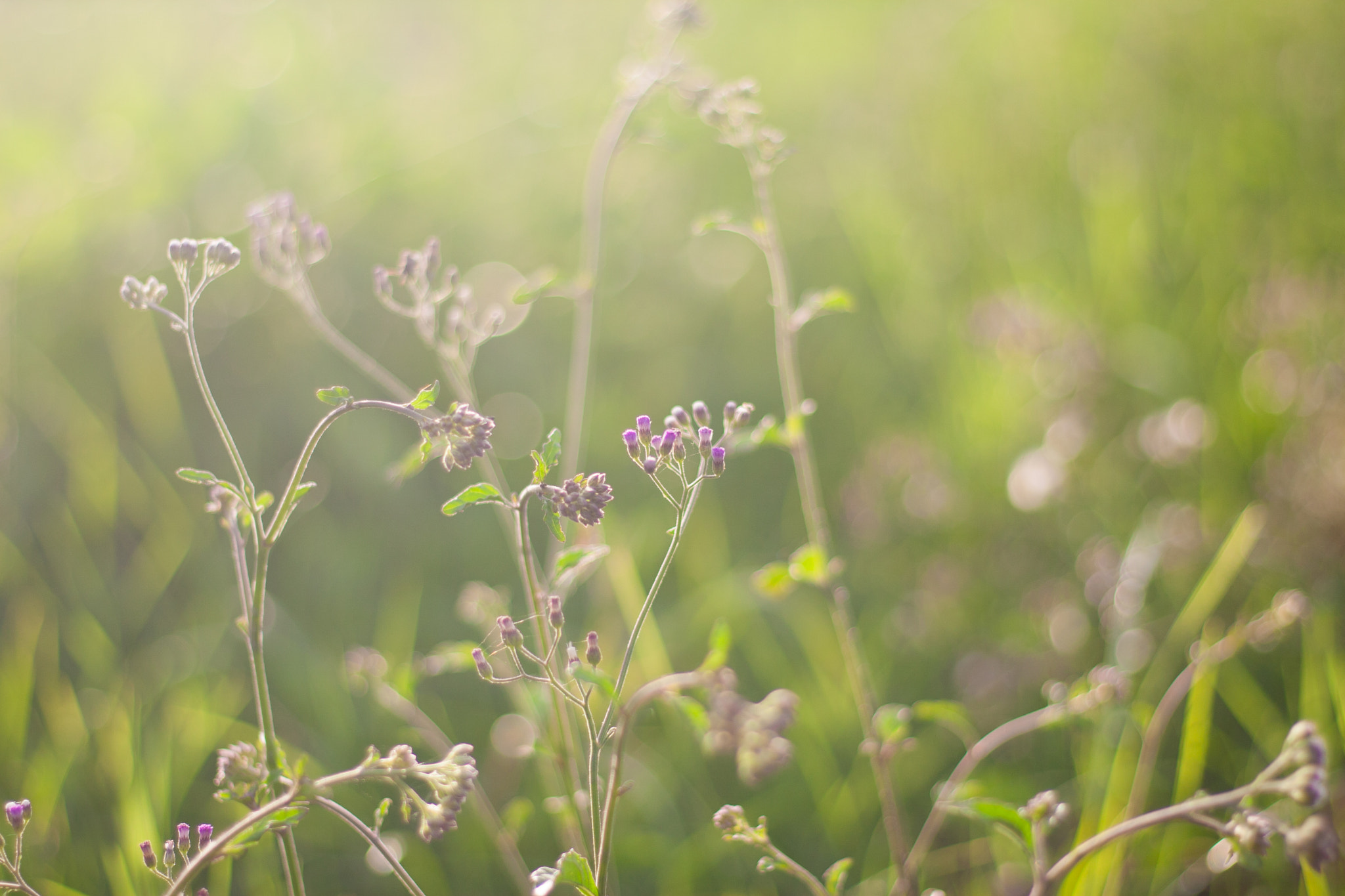 Canon EOS 30D + Canon EF 50mm F1.8 STM sample photo. Img photography