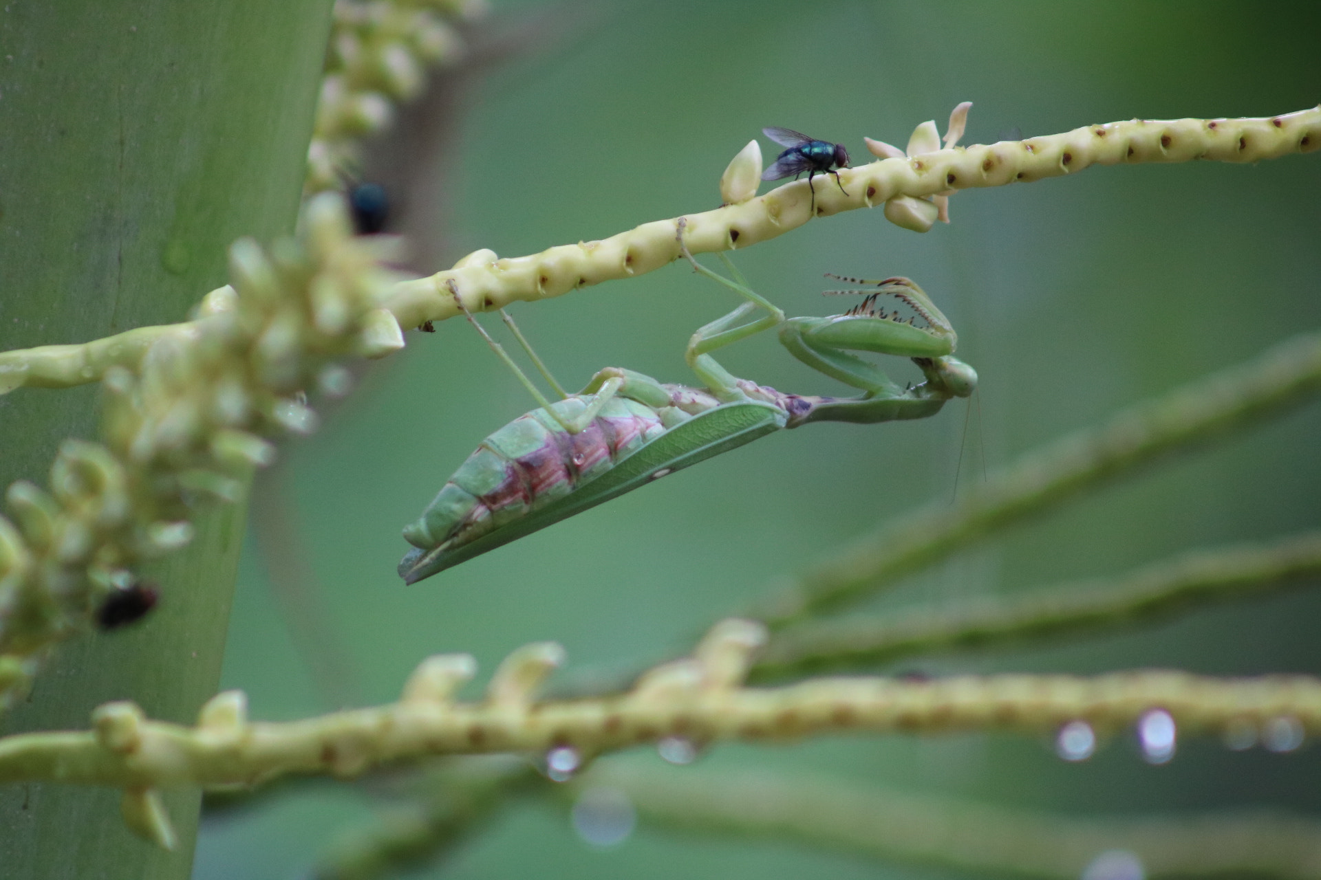 Canon EOS 750D (EOS Rebel T6i / EOS Kiss X8i) + EF75-300mm f/4-5.6 sample photo. On the hunt photography