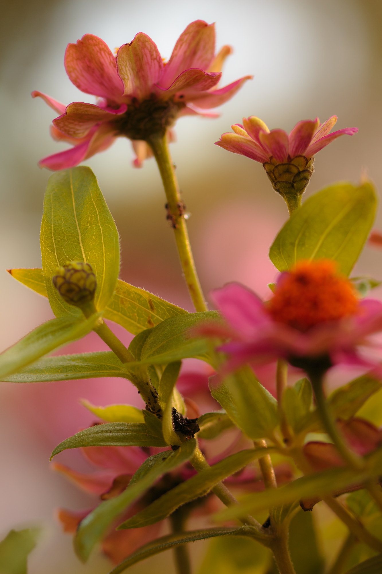 Sigma 105mm F2.8 EX DG OS HSM sample photo. Nature  photography
