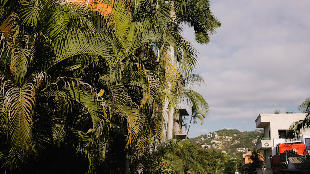 Panasonic Lumix DMC-GH3 + Panasonic Lumix G 20mm F1.7 ASPH sample photo. 28ºc en pleno invierno.  4 de enero 2017. sayulita nayarit.  #palmeras #nubes #invierno photography