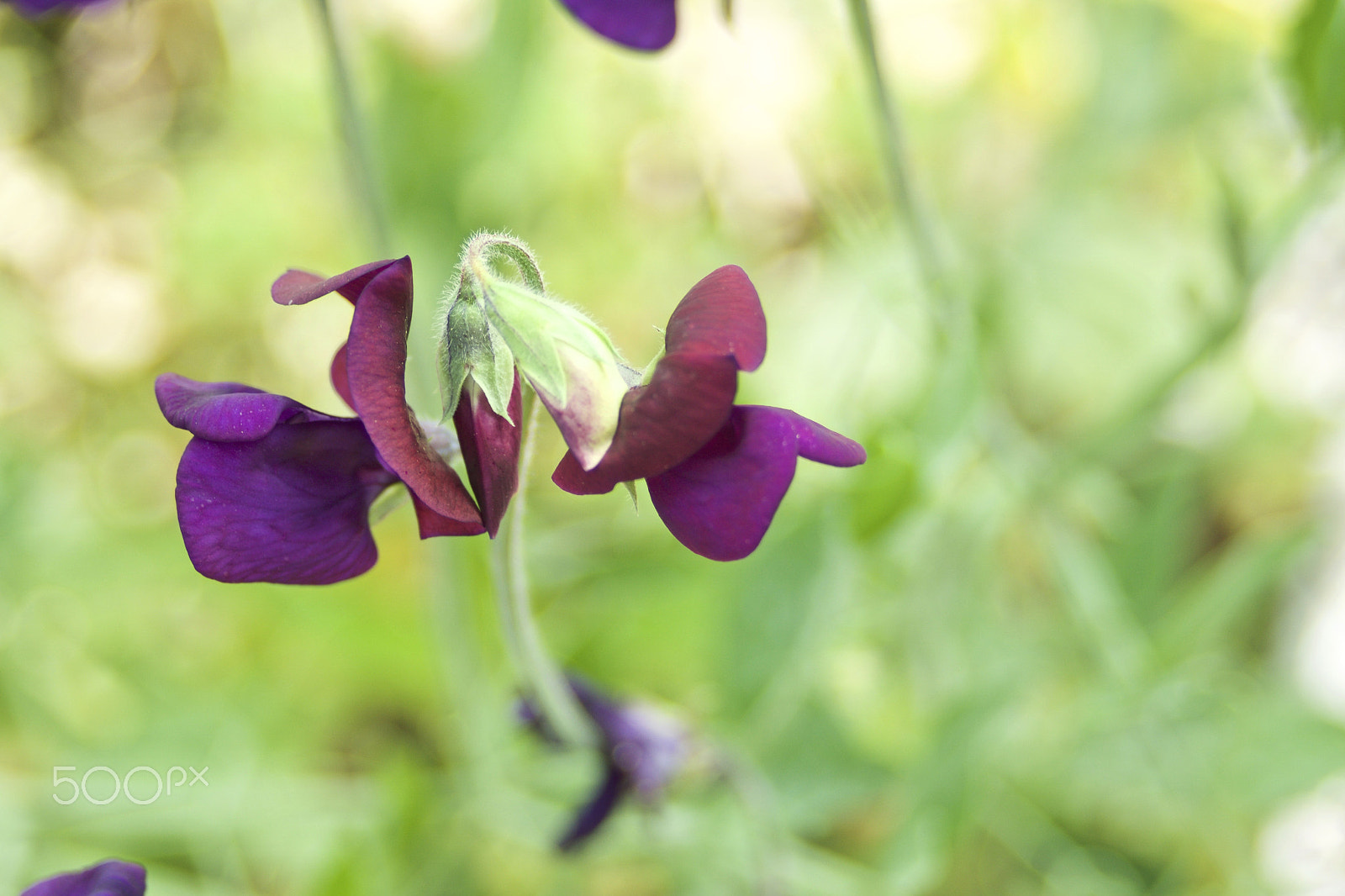 Sony ILCA-77M2 + Minolta AF 35-70mm F3.5-4.5 [II] sample photo. Two sweet pods photography