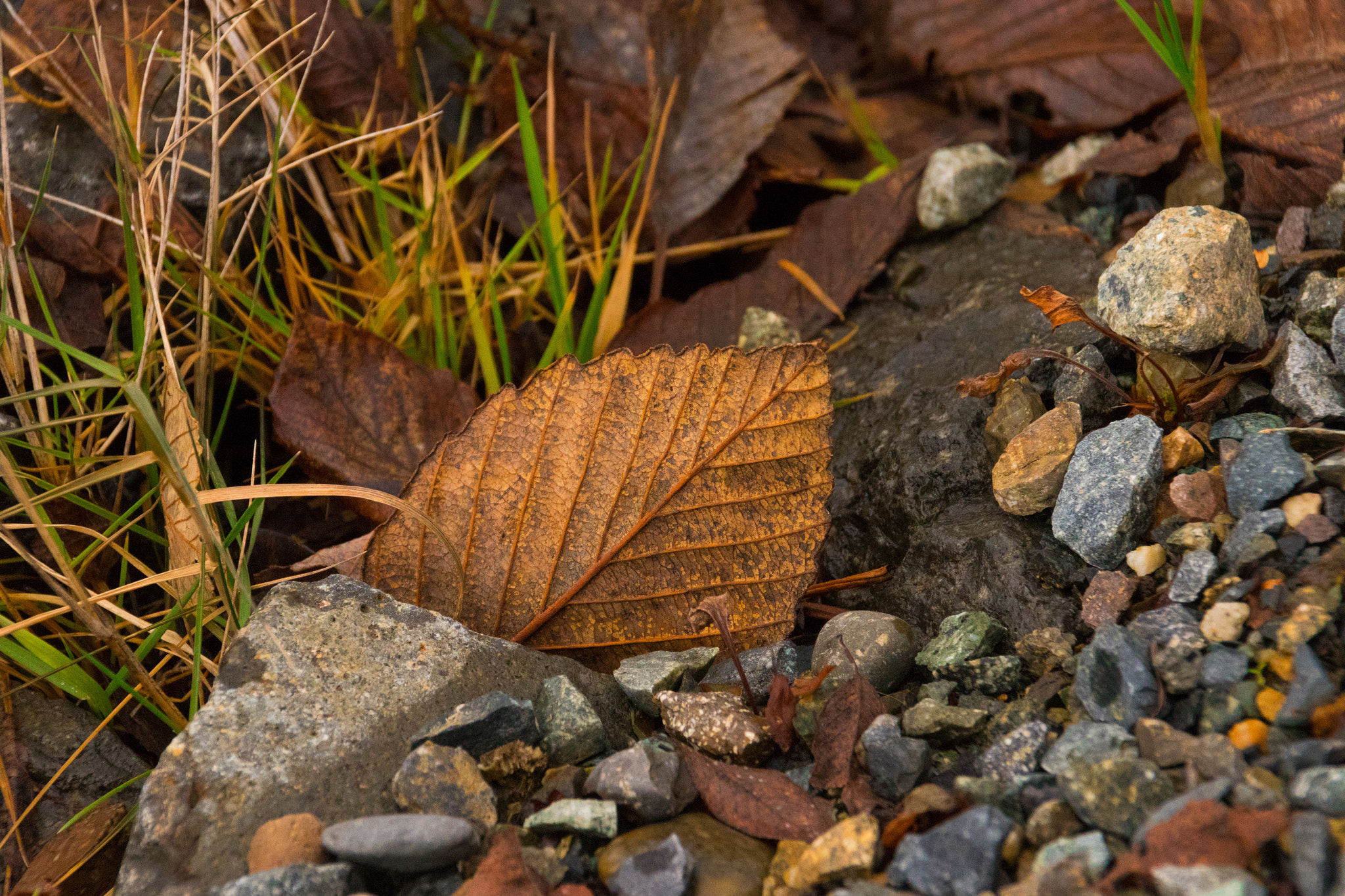 Sigma 18-250mm F3.5-6.3 DC OS HSM sample photo. Making new friends photography