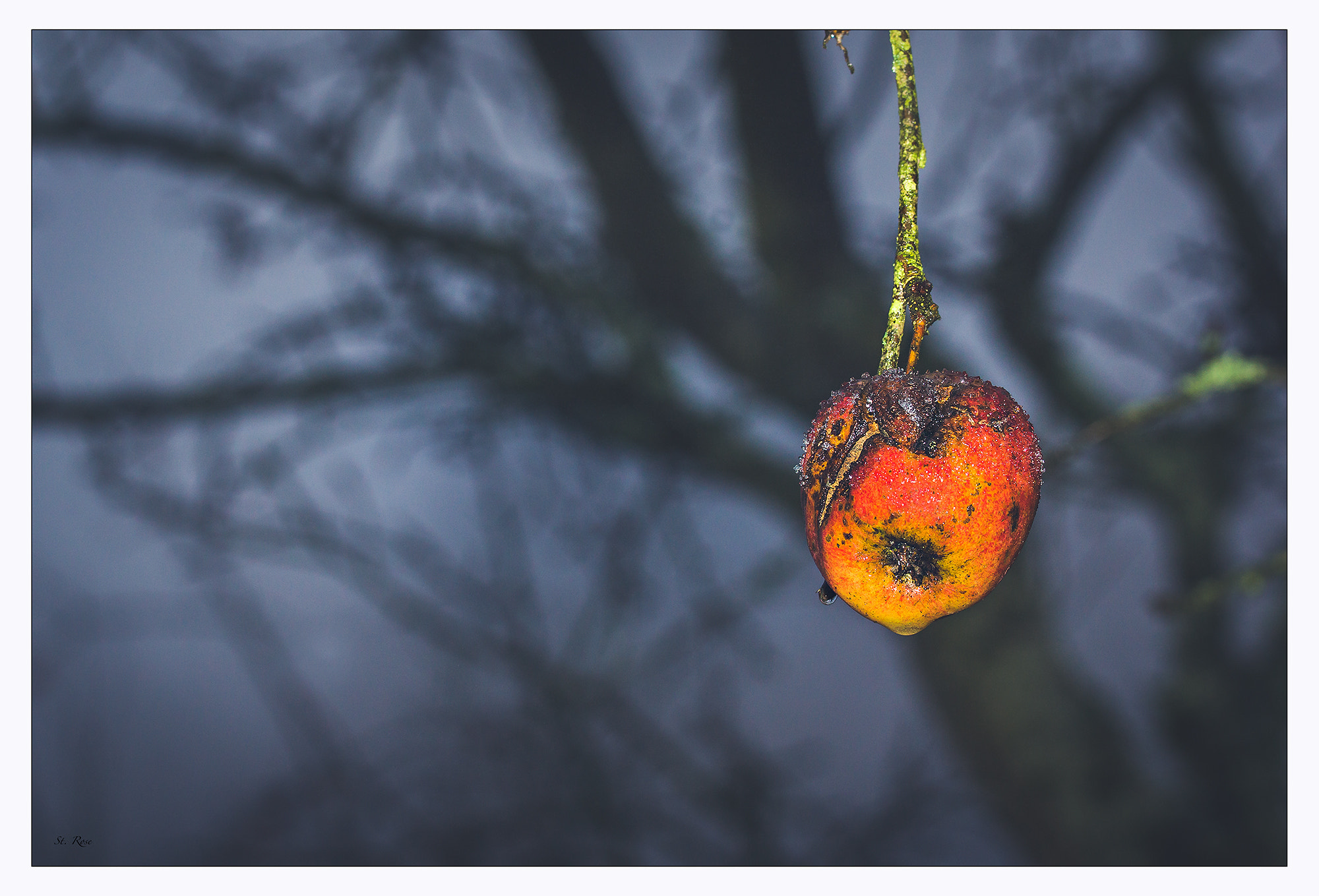 Sony SLT-A77 + 90mm F2.8 Macro SSM sample photo. Winterapfel photography