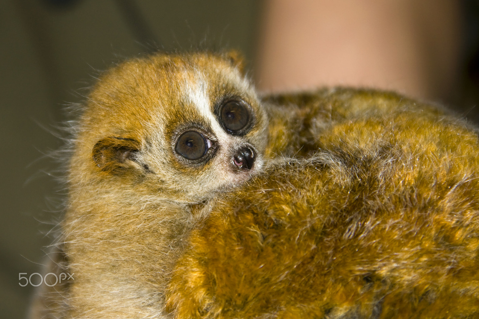 Canon EOS 40D sample photo. Baby lemur photography