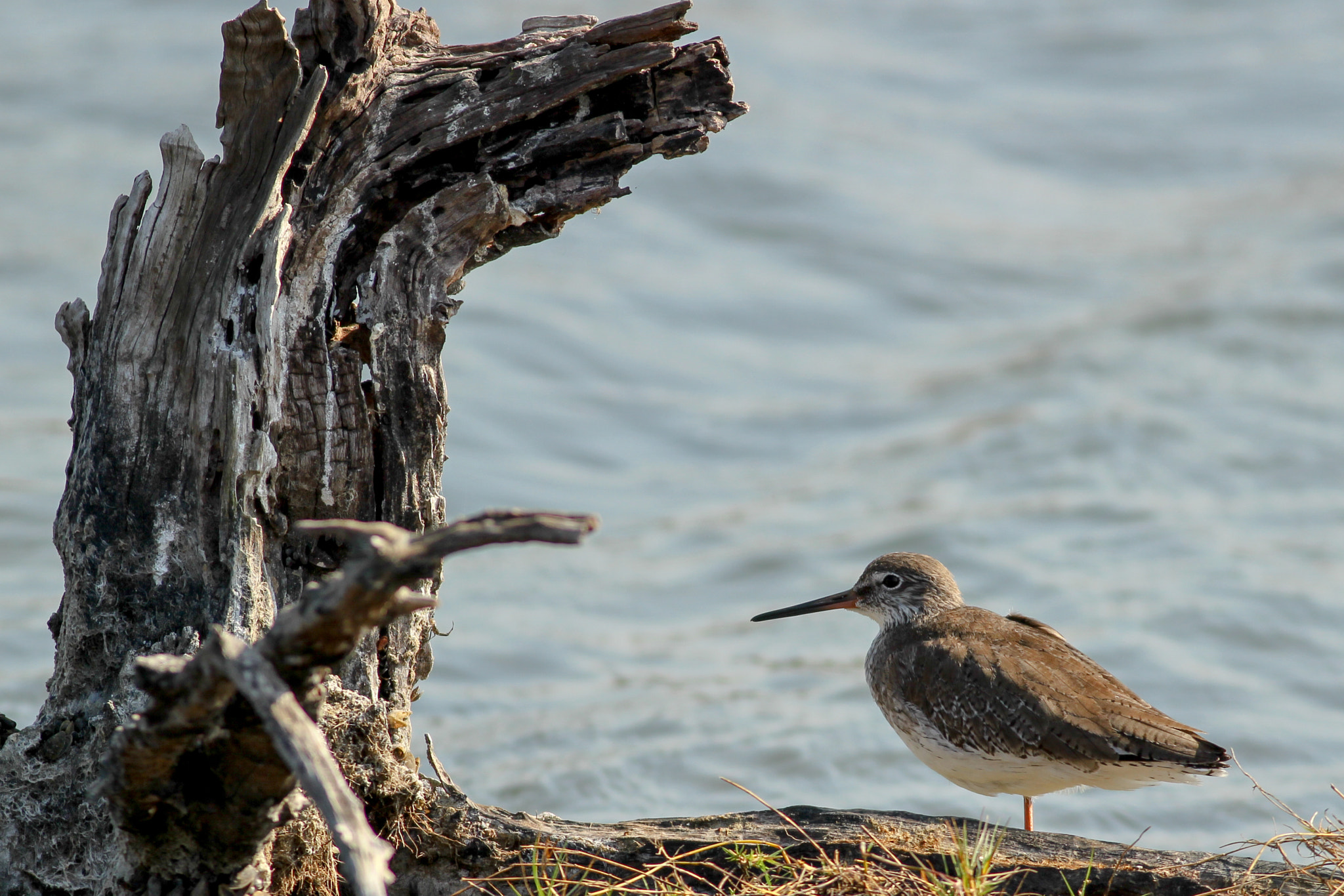 Canon EOS 600D (Rebel EOS T3i / EOS Kiss X5) + Canon EF 400mm F5.6L USM sample photo. A day at the lake photography