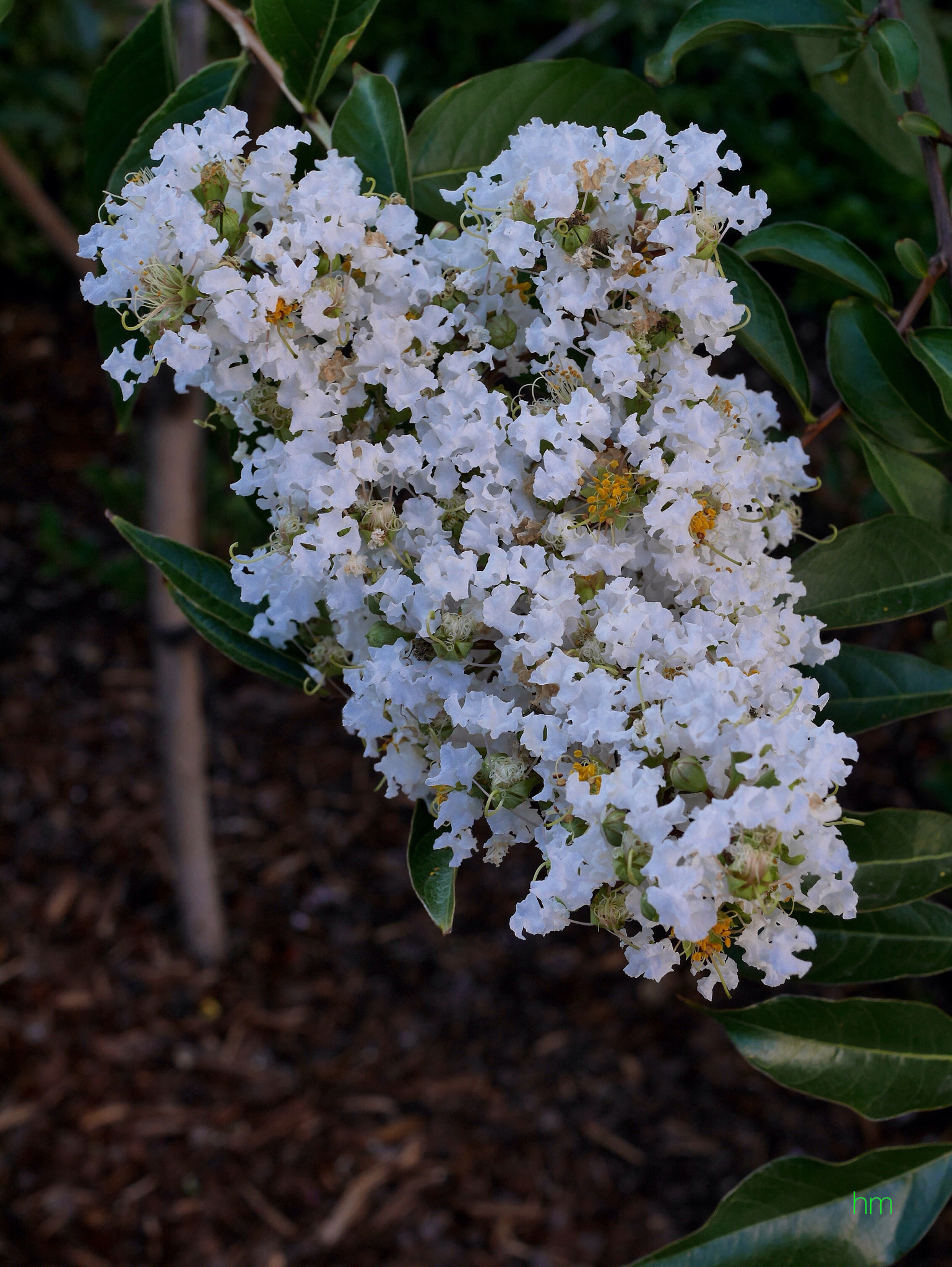 Panasonic Lumix DMC-GX7 + Panasonic Lumix G Macro 30mm F2.8 ASPH Mega OIS sample photo. Crepe myrtle photography