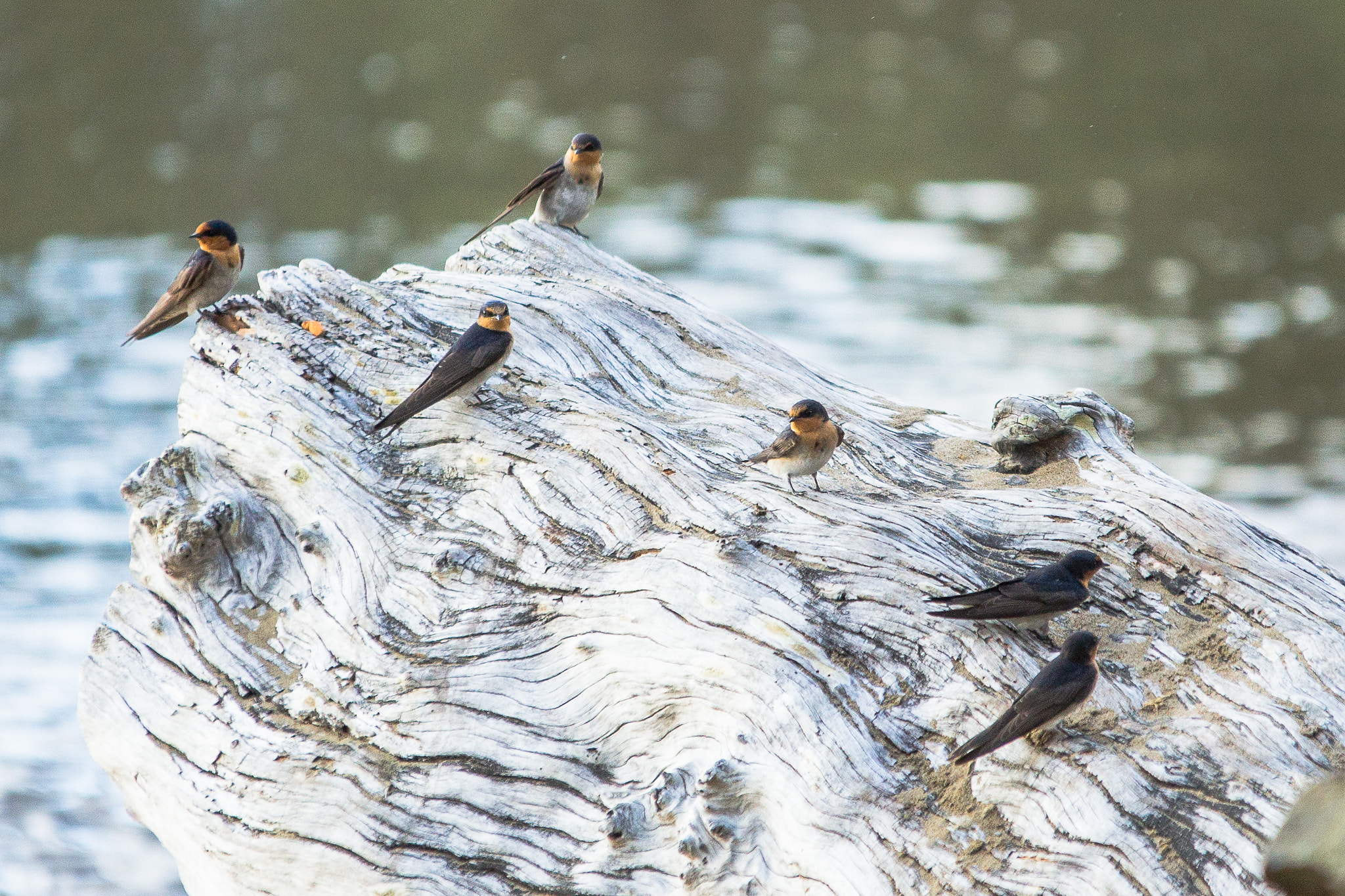 Canon EOS 60D + Sigma 70-200mm F2.8 EX DG OS HSM sample photo. Swallows on a log photography