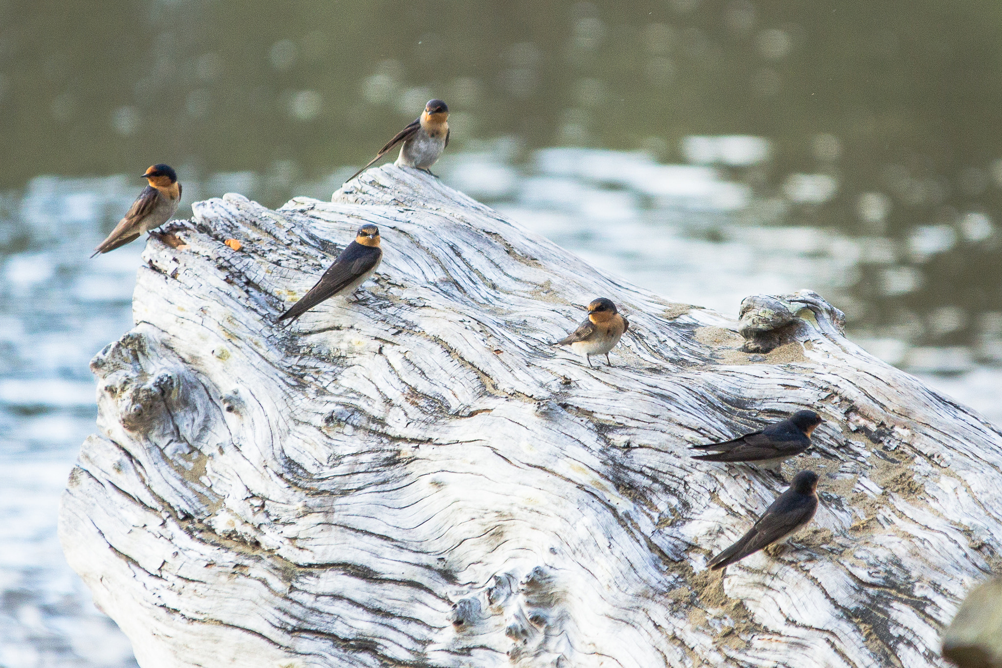 Sigma 70-200mm F2.8 EX DG OS HSM sample photo. Swallows on a log photography
