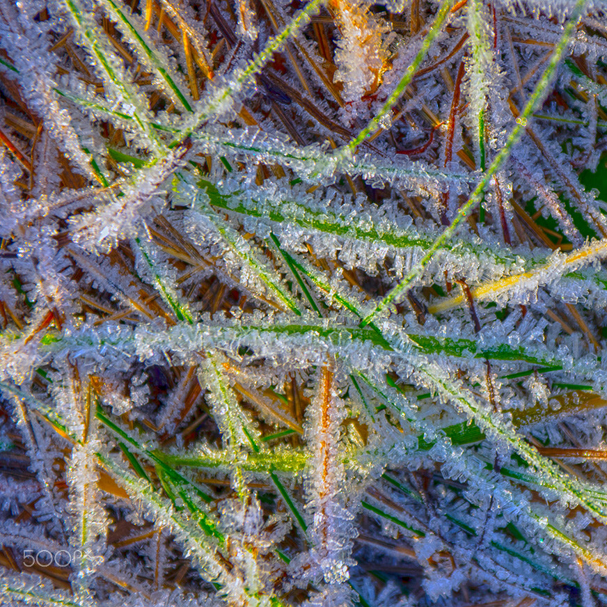 Pentax K-5 sample photo. The first frost photography