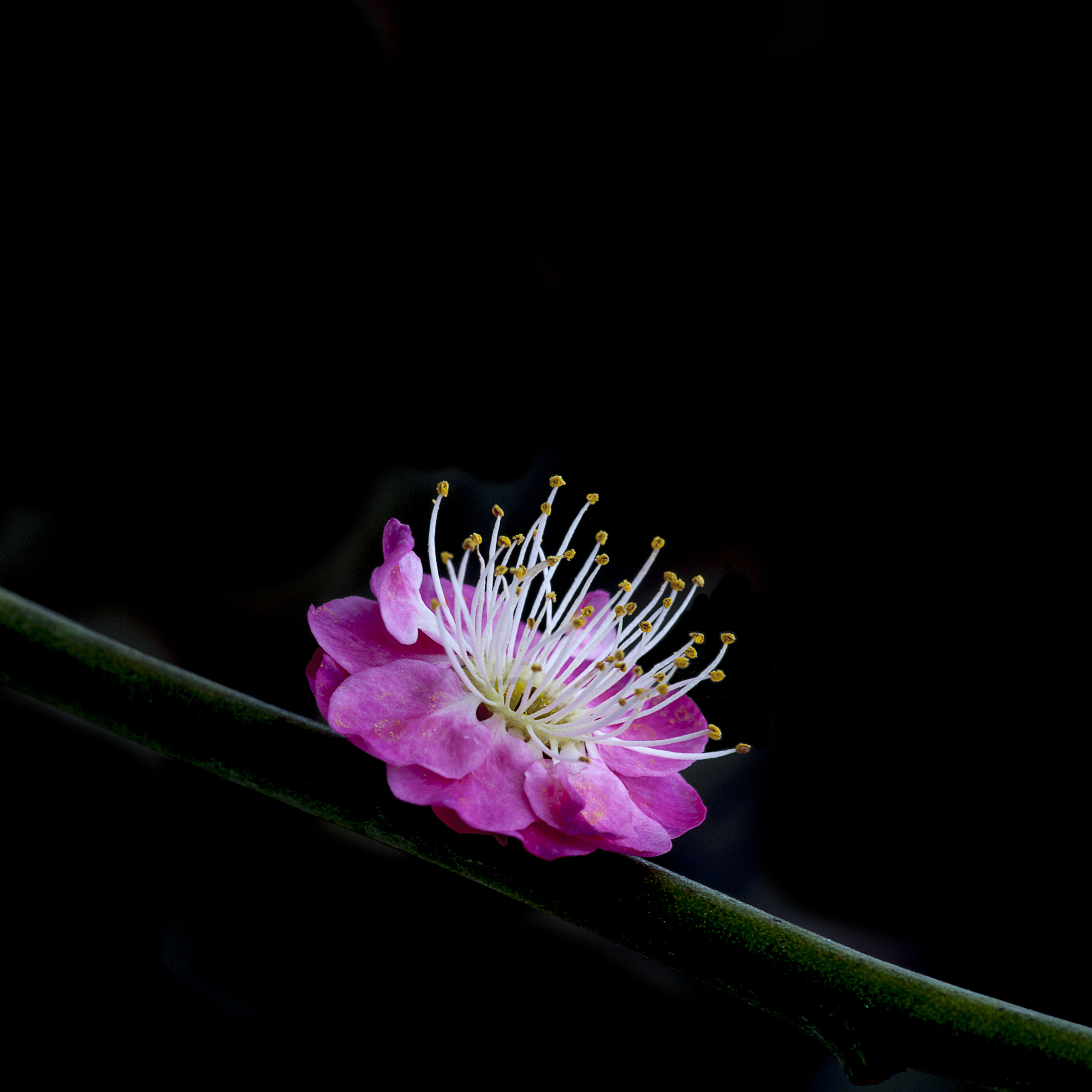 Sony Alpha DSLR-A900 + Sony 100mm F2.8 Macro sample photo. 梅 蕊 photography