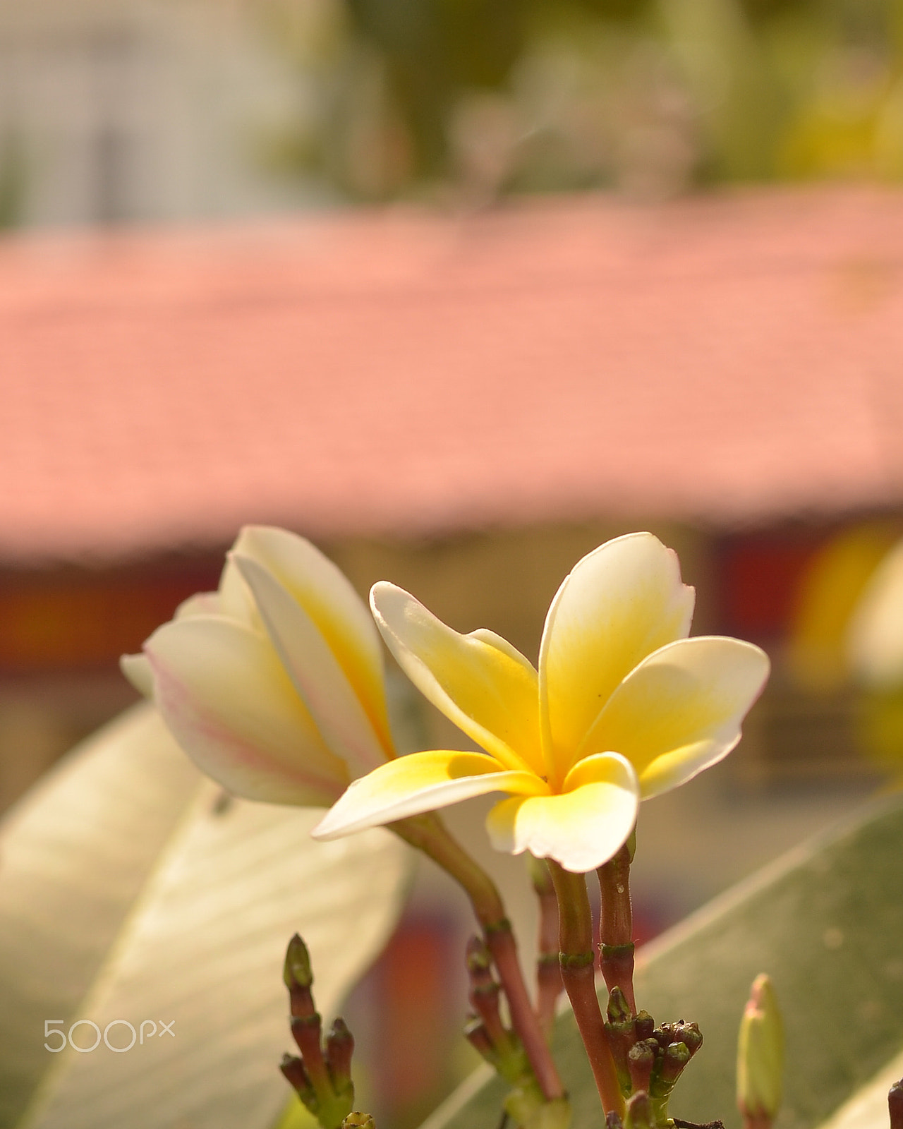 Nikon D7000 + Nikon AF Nikkor 50mm F1.4D sample photo. Hoa sứ photography