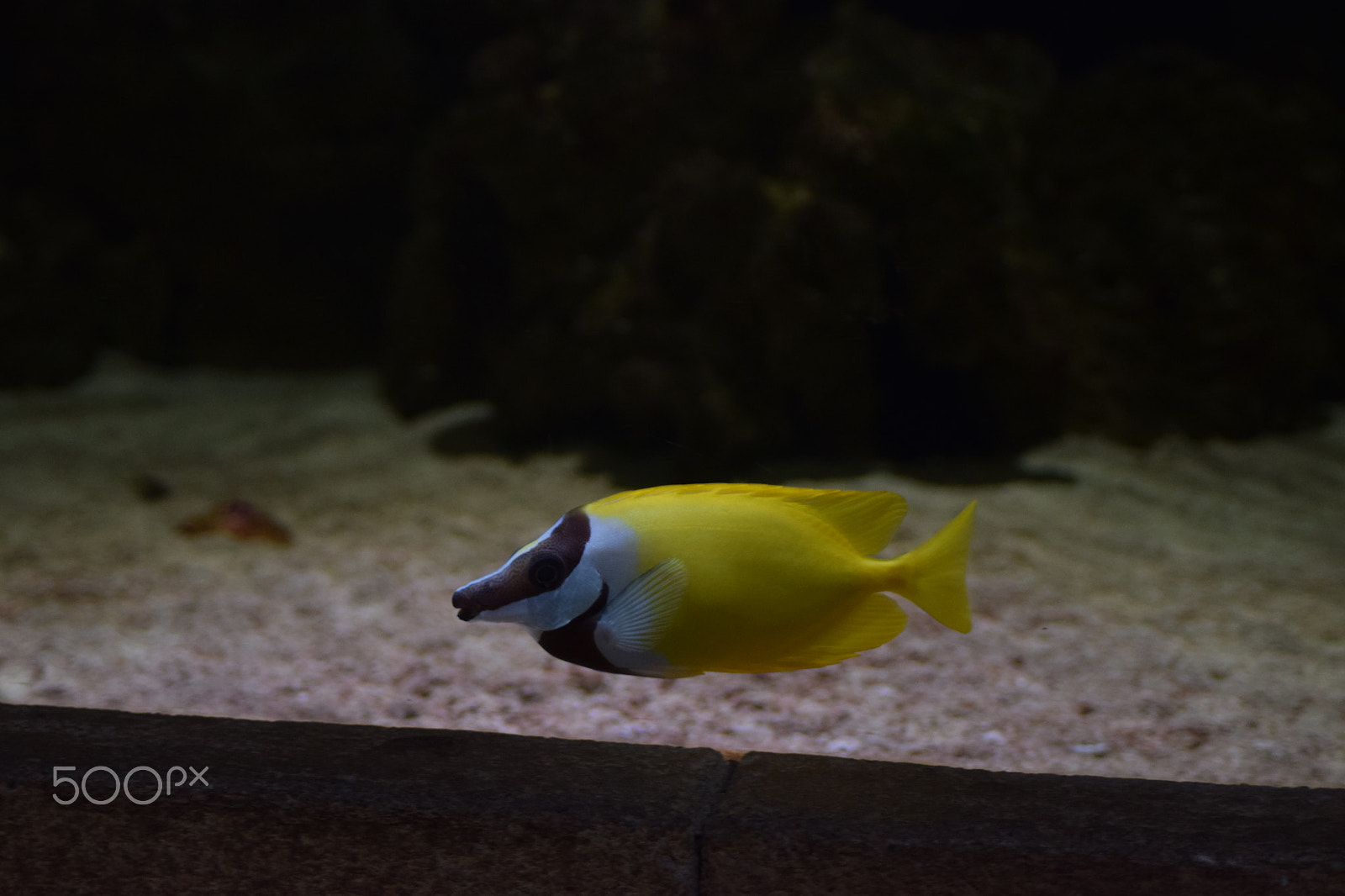 Nikon AF Nikkor 70-300mm F4-5.6G sample photo. Fish photography