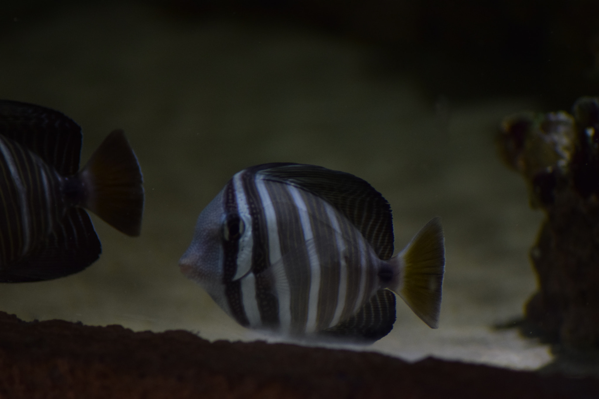 Nikon AF Nikkor 70-300mm F4-5.6G sample photo. More fish photography