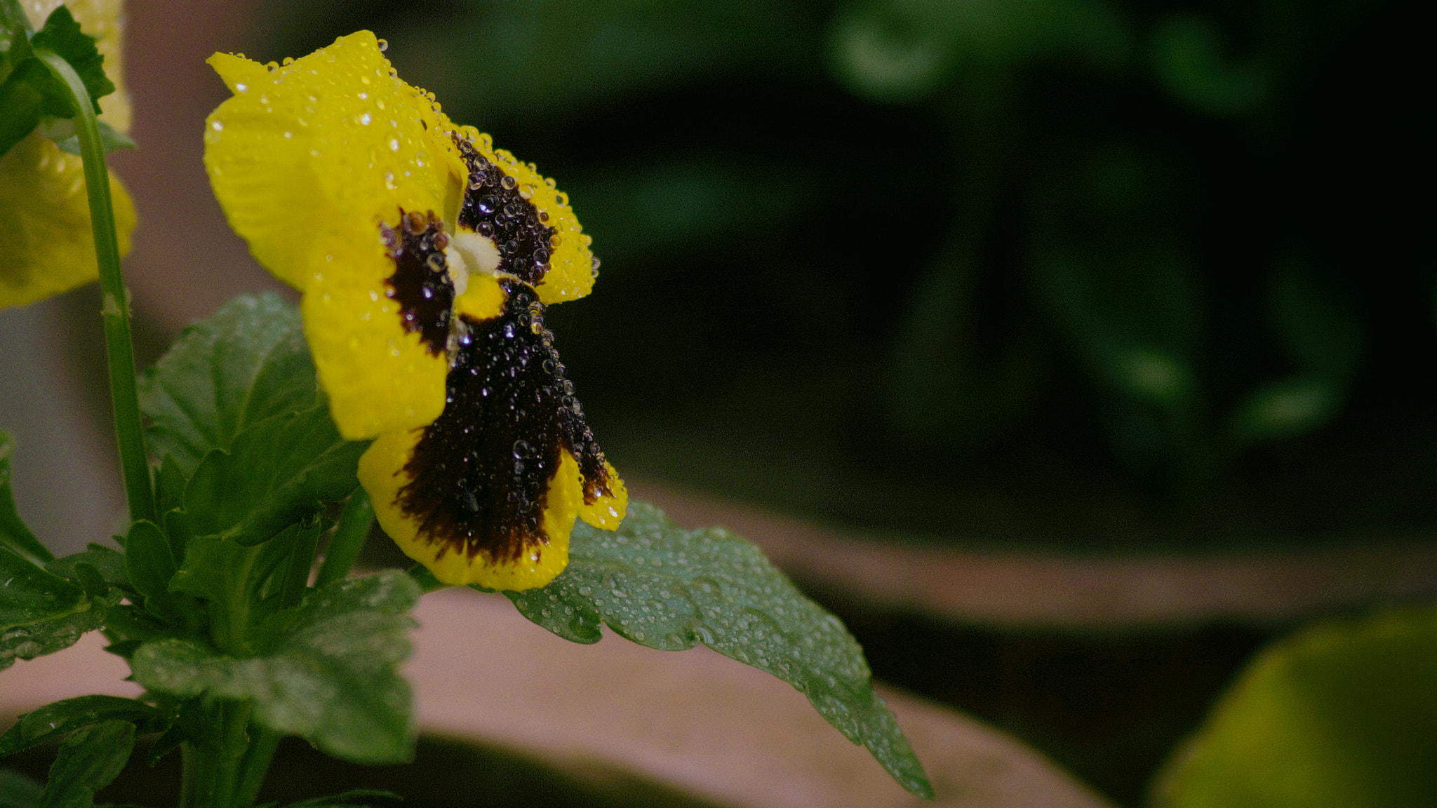 Sony SLT-A58 sample photo. Pansy flower photography