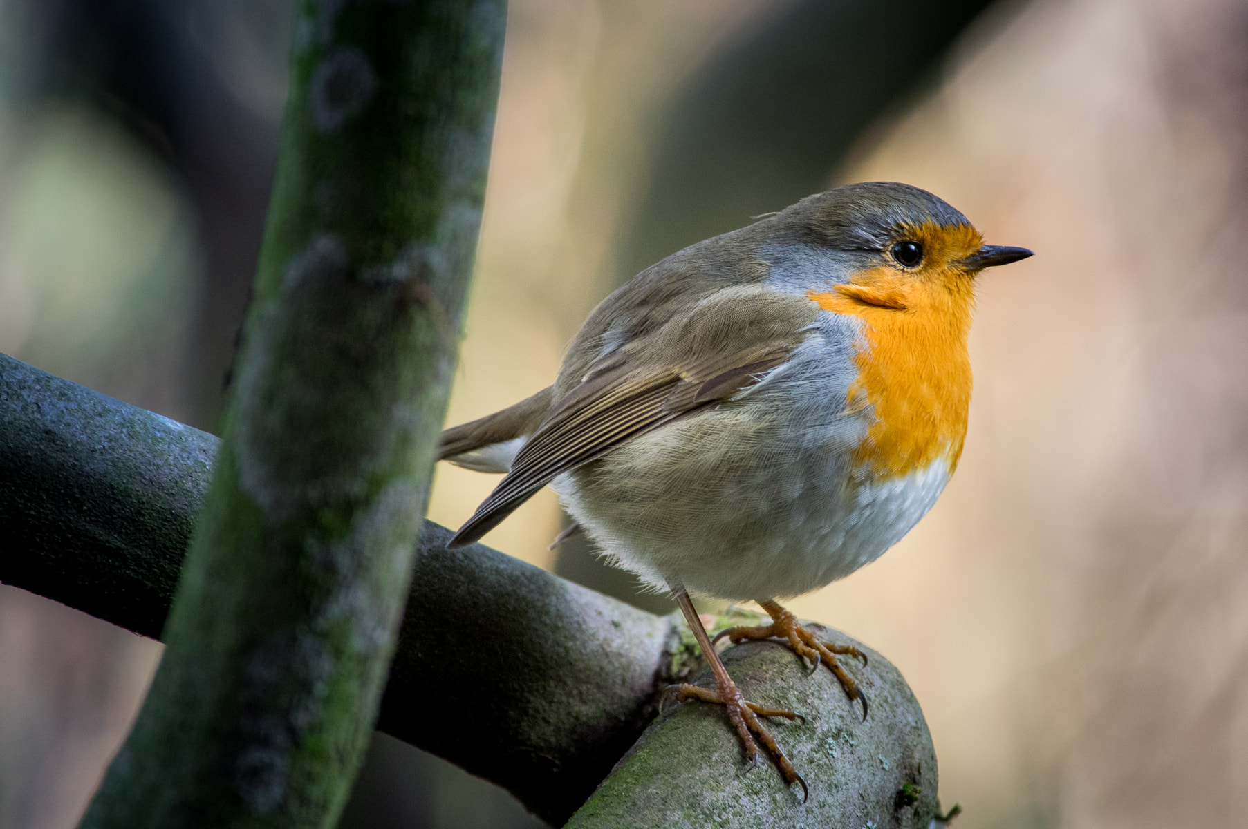 Pentax smc DA* 300mm F4.0 ED (IF) SDM sample photo. Little friend photography