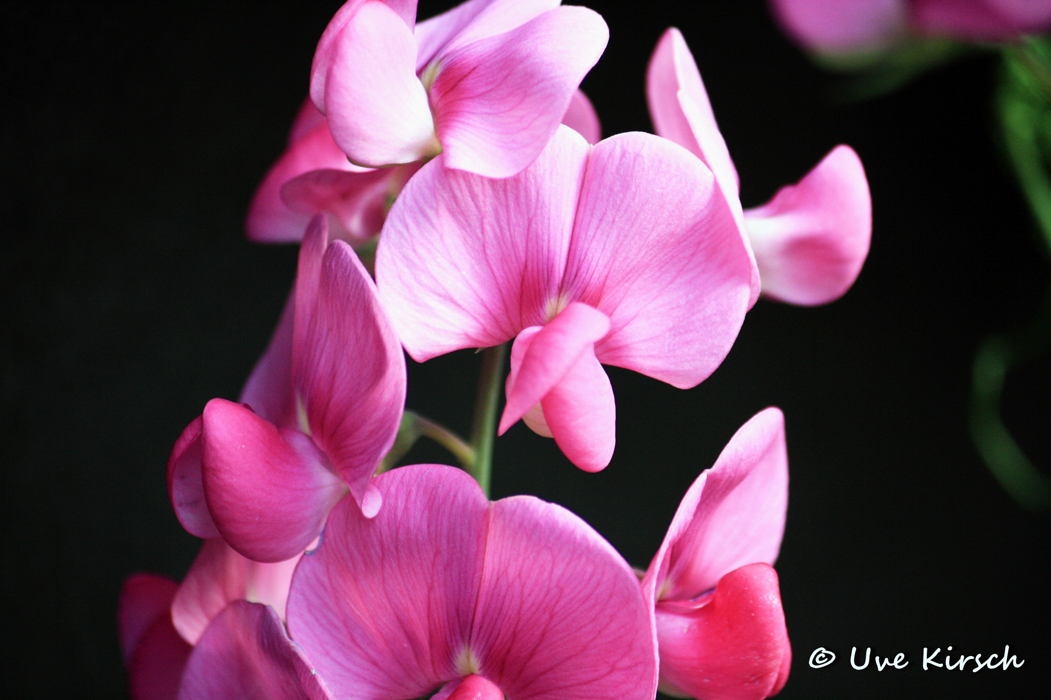 Canon EF-S 55-250mm F4-5.6 IS sample photo. Latyrus photography