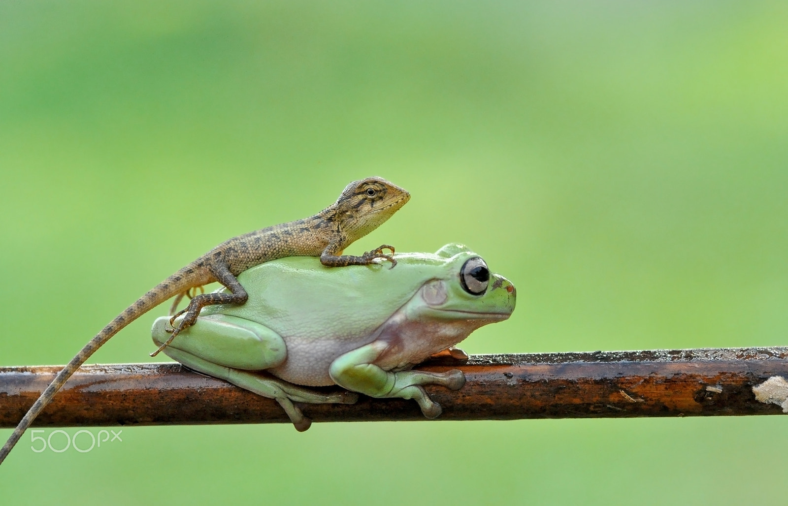 Nikon D5000 sample photo. Riding frog.frog,lizard.forg end lizard photography