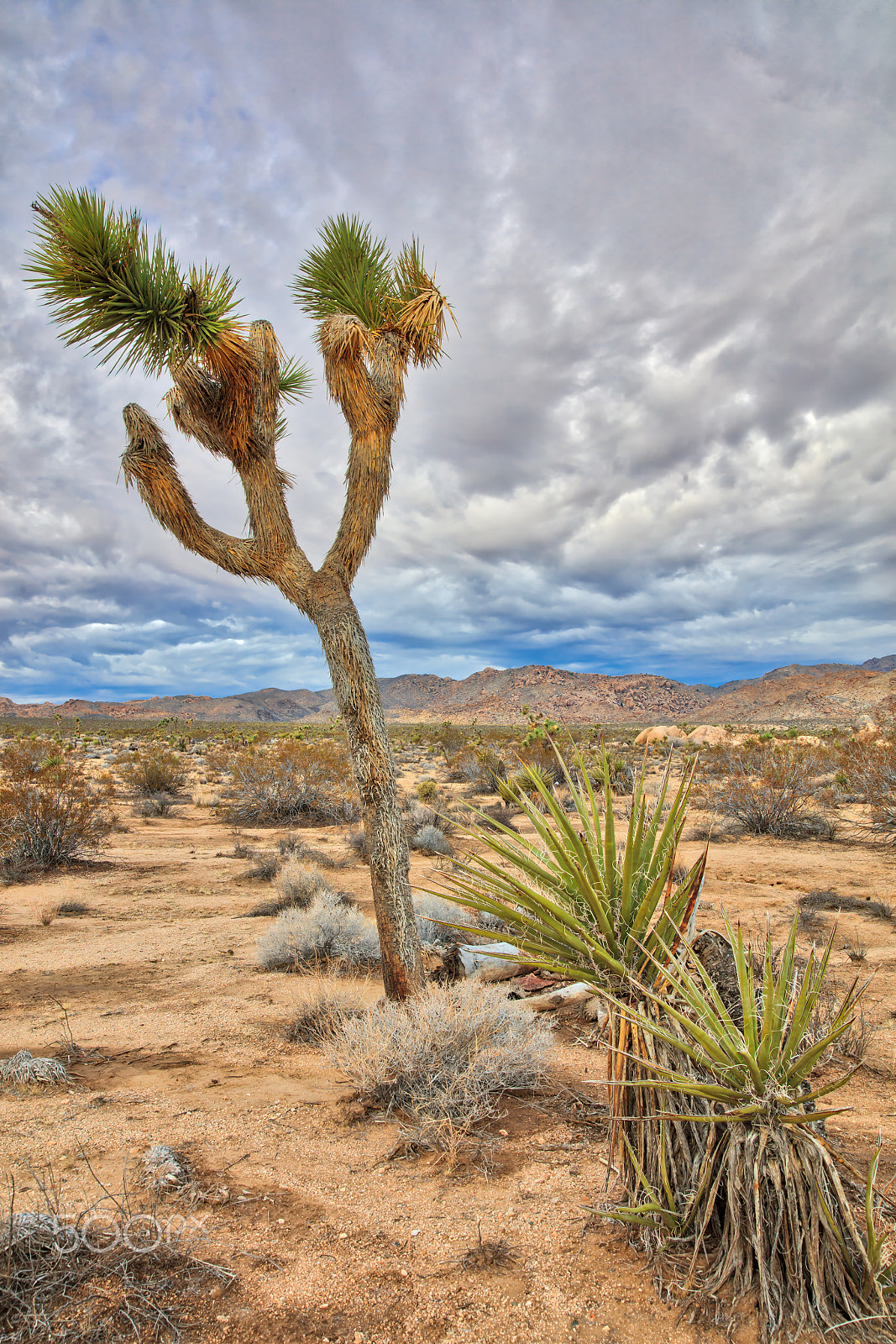 Canon EOS 5DS R + Sigma 24-105mm f/4 DG OS HSM | A sample photo. Joshua tree photography
