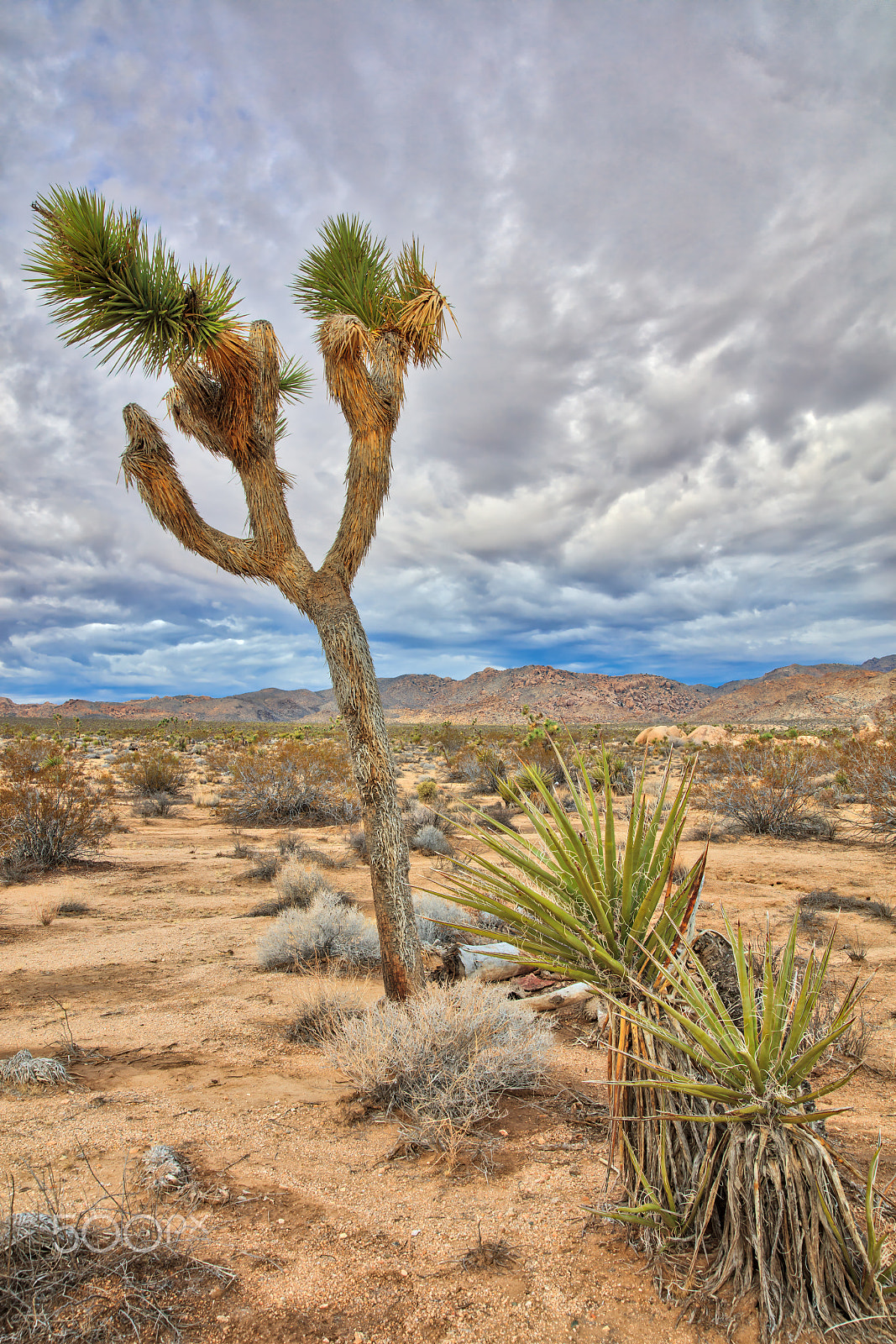 Sigma 24-105mm f/4 DG OS HSM | A sample photo. Joshua tree photography