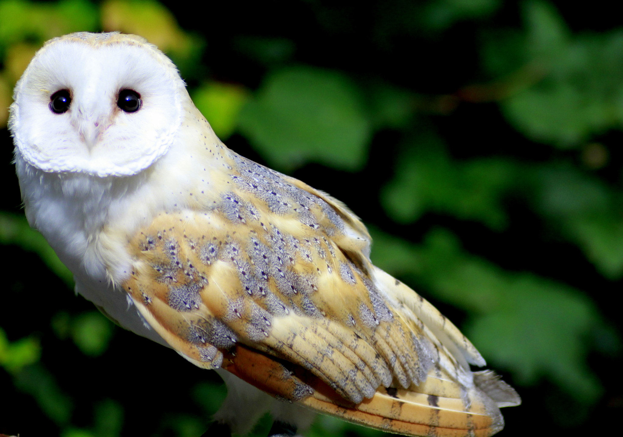 Canon EOS 550D (EOS Rebel T2i / EOS Kiss X4) + Tamron SP AF 90mm F2.8 Di Macro sample photo. Barn owl photography