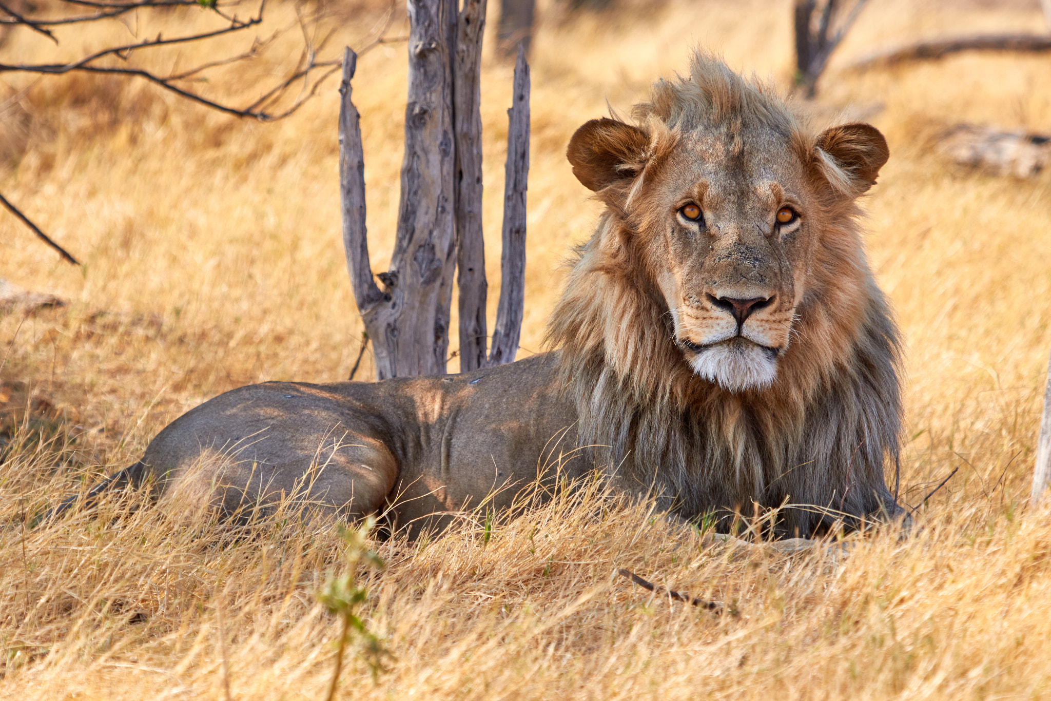 Canon EF 100-400mm F4.5-5.6L IS USM sample photo. Lion on the lookout photography
