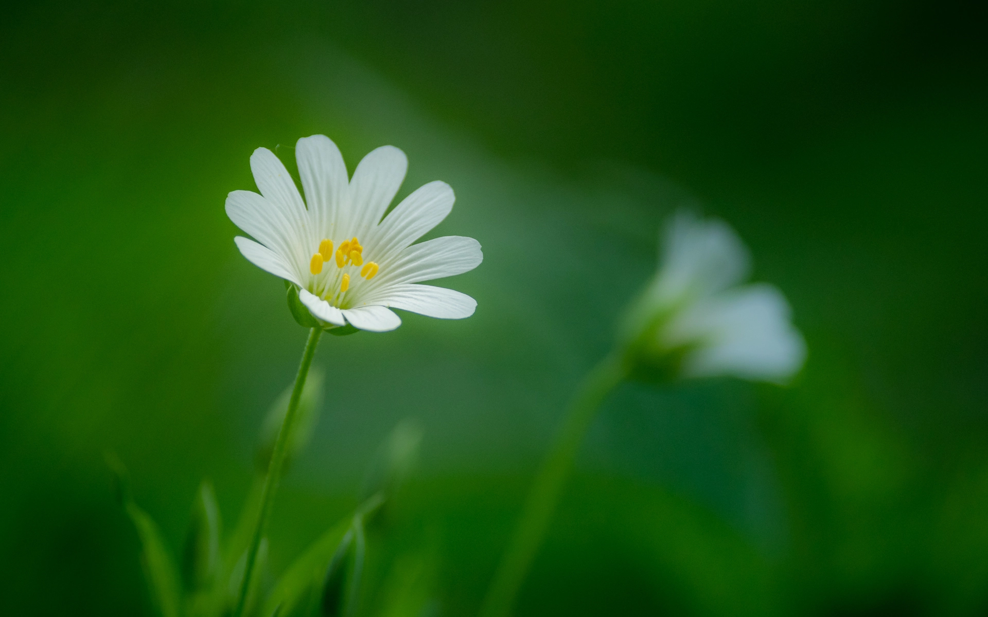 Pentax smc DA* 300mm F4.0 ED (IF) SDM sample photo. Small wonder photography
