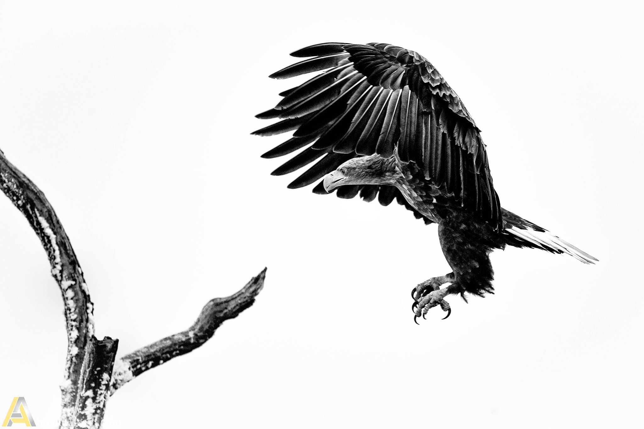 Canon EOS-1D X + Canon EF 500mm F4L IS USM sample photo. 188031601725 photography