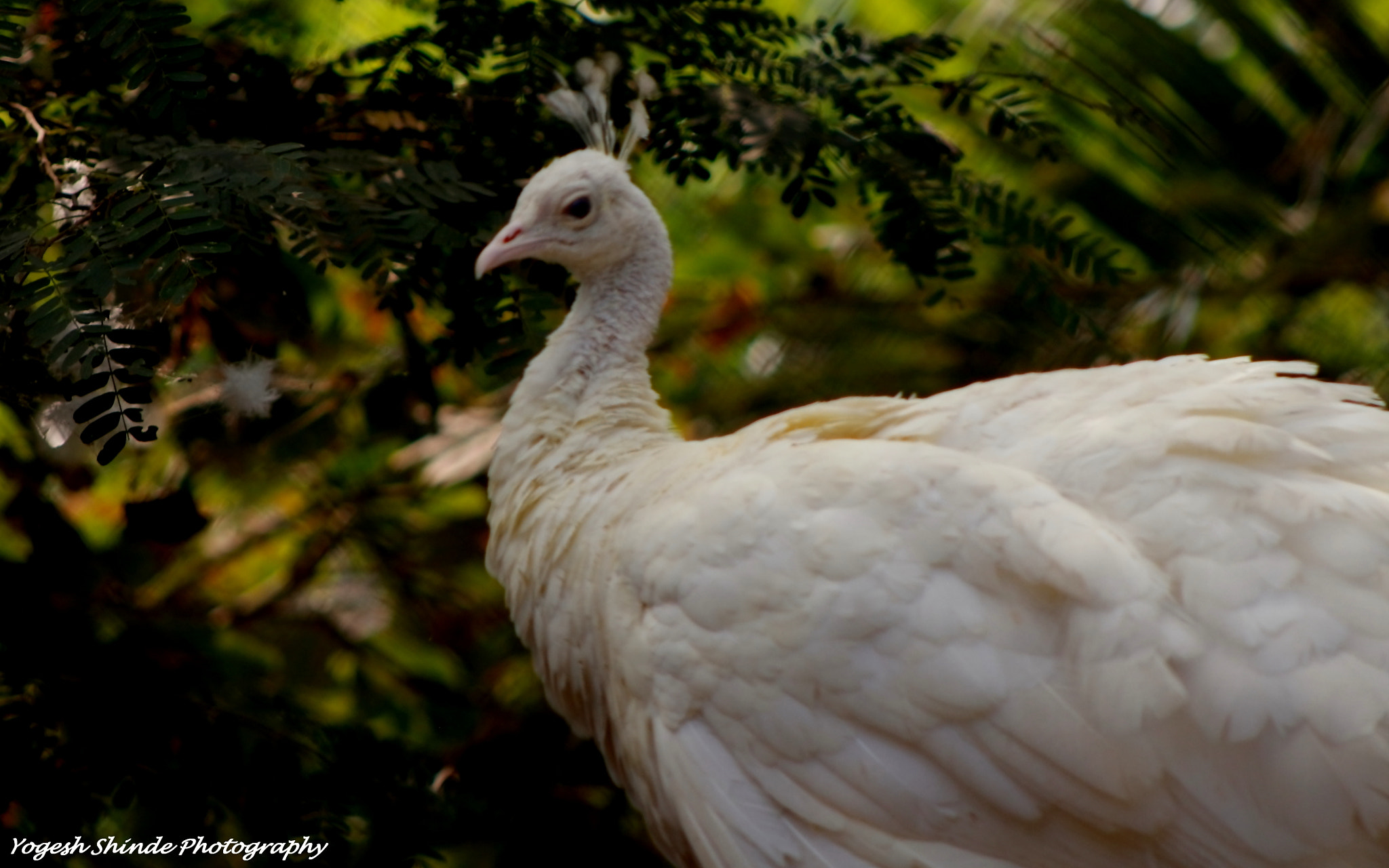 Canon EOS 650D (EOS Rebel T4i / EOS Kiss X6i) + EF75-300mm f/4-5.6 sample photo. White peacock photography