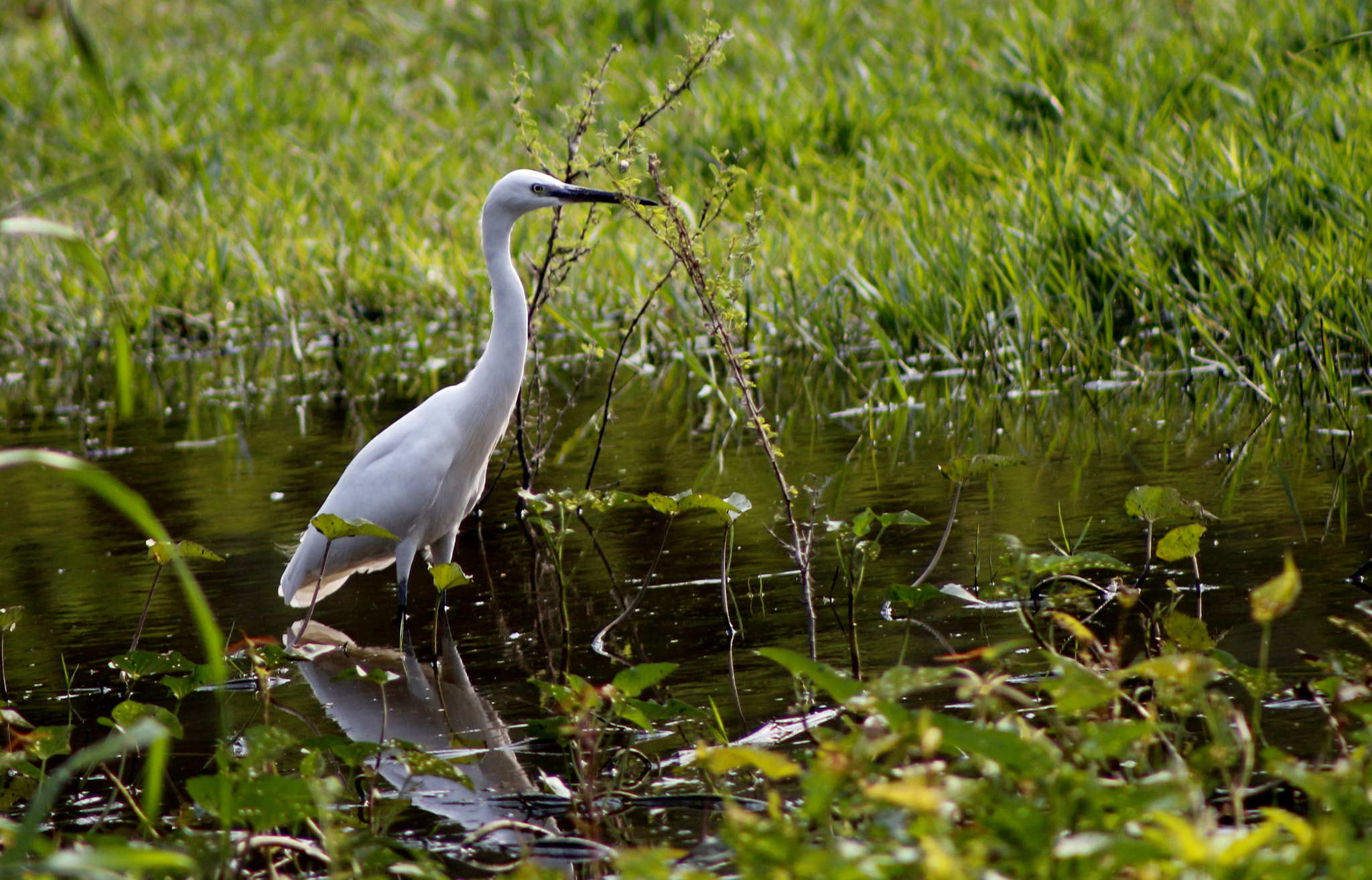 Canon EOS 650D (EOS Rebel T4i / EOS Kiss X6i) + EF75-300mm f/4-5.6 sample photo. Crane photography