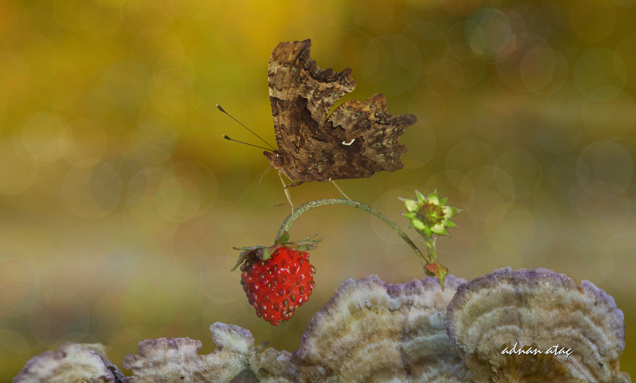 Nikon D4 sample photo. Yırtıkpırtık - polygonia c-album - comma butterfly photography