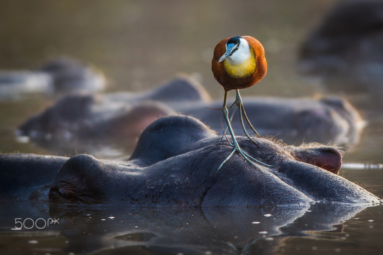 Canon EF 600mm f/4L IS sample photo. A jacana shortcut photography