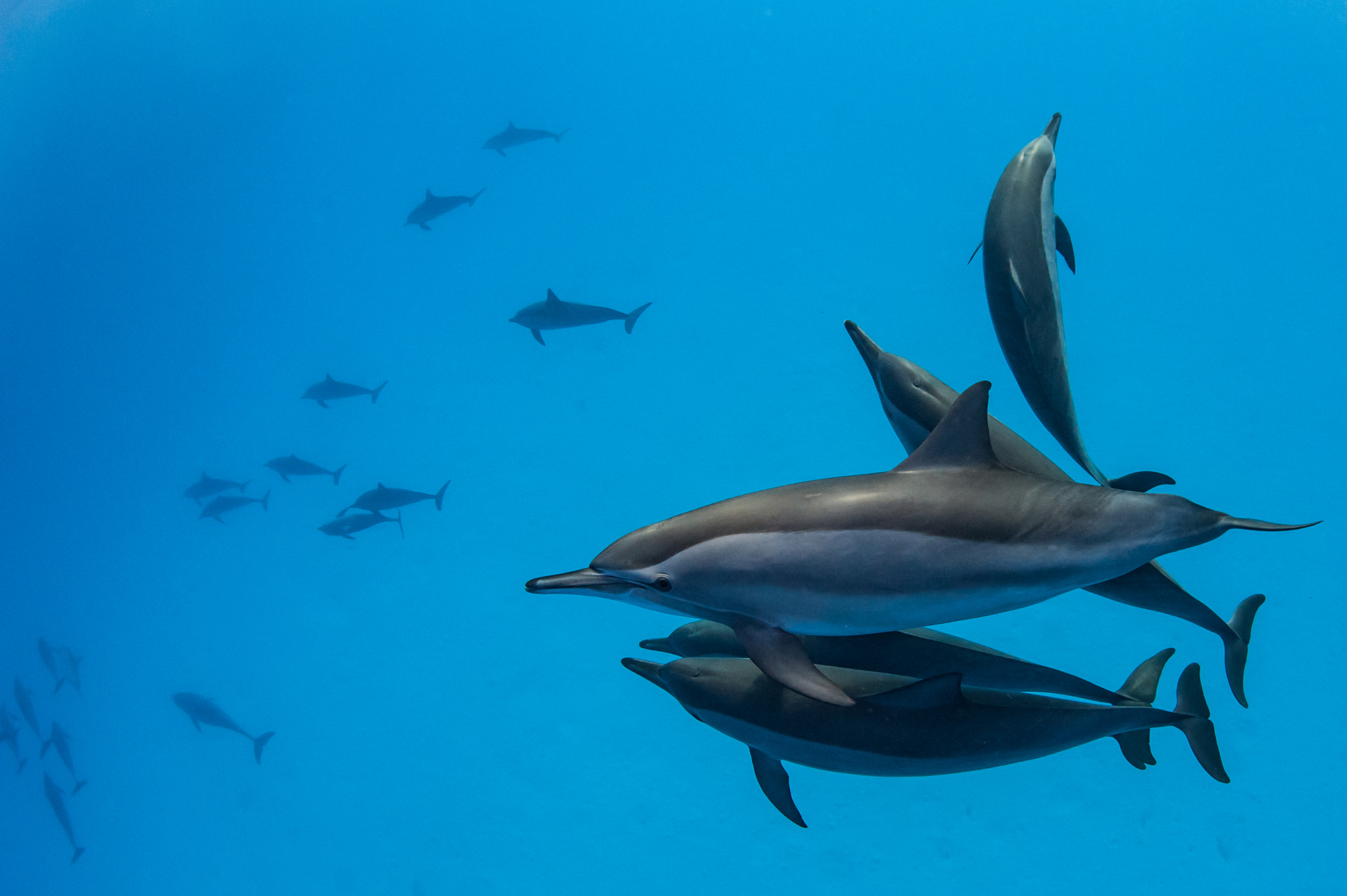 Nikon D700 + Nikon AF Fisheye-Nikkor 16mm F2.8D sample photo. Pod of dolphins in red sea photography