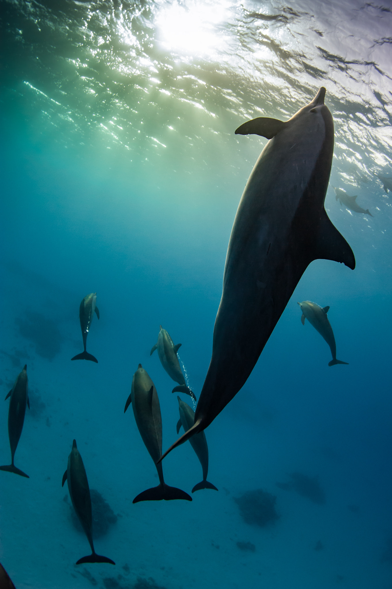 Nikon D700 sample photo. Spinner dolphines silhouette at sataya photography