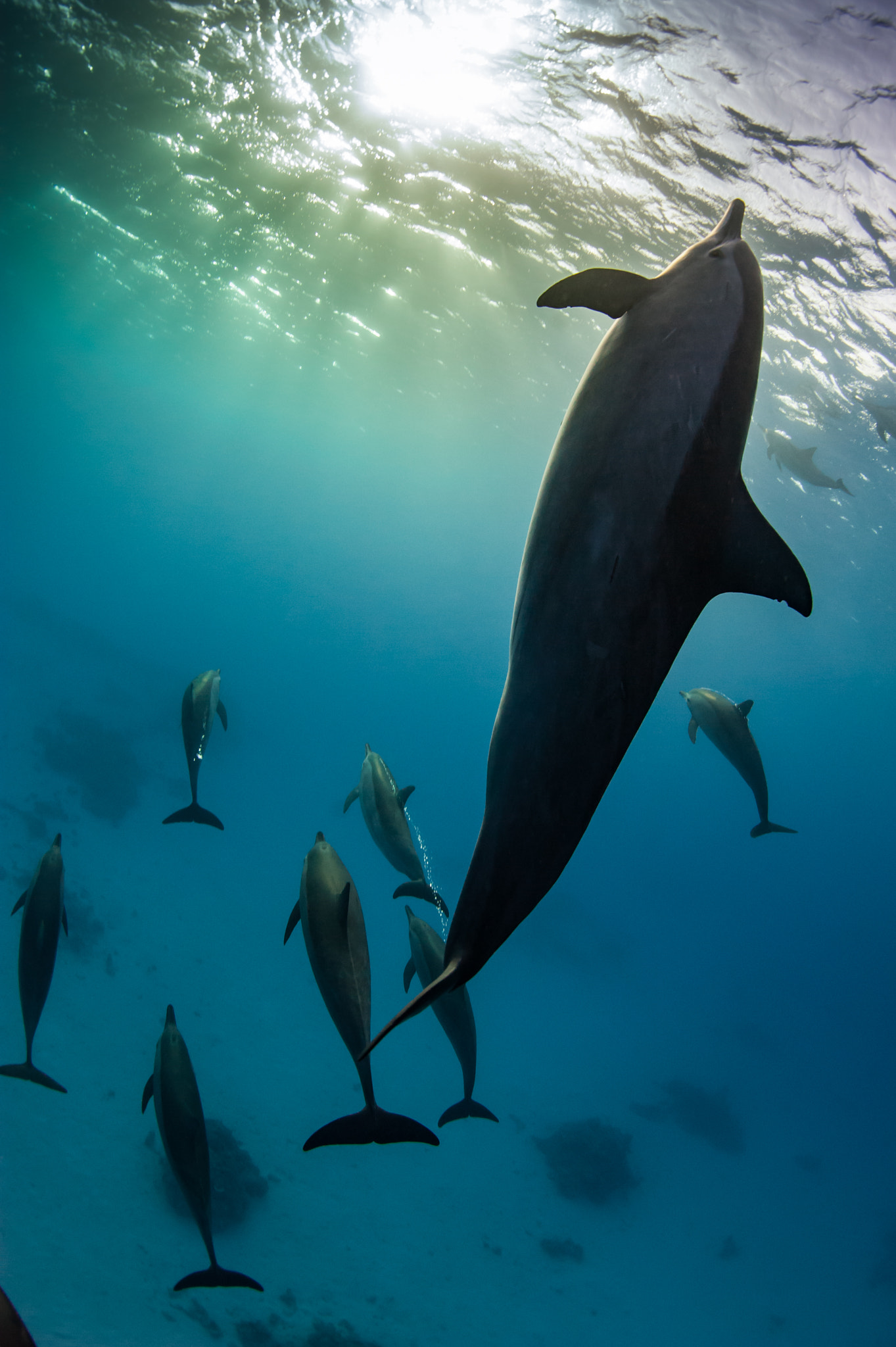 Nikon D700 + Nikon AF Fisheye-Nikkor 16mm F2.8D sample photo. Spinner dolphines silhouette at sataya photography