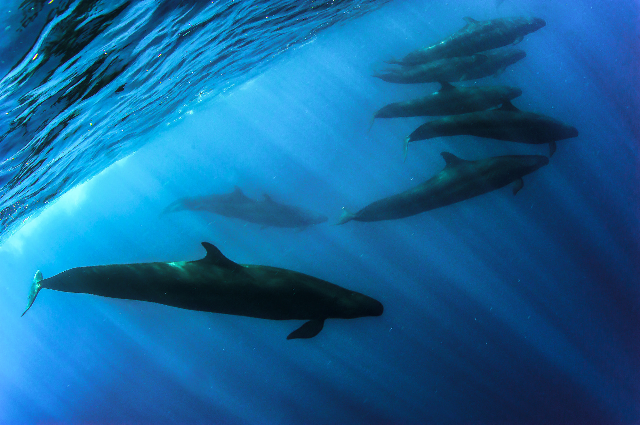 Nikon D700 + Nikon AF Fisheye-Nikkor 16mm F2.8D sample photo. Pod of false killer whales at galapagos photography