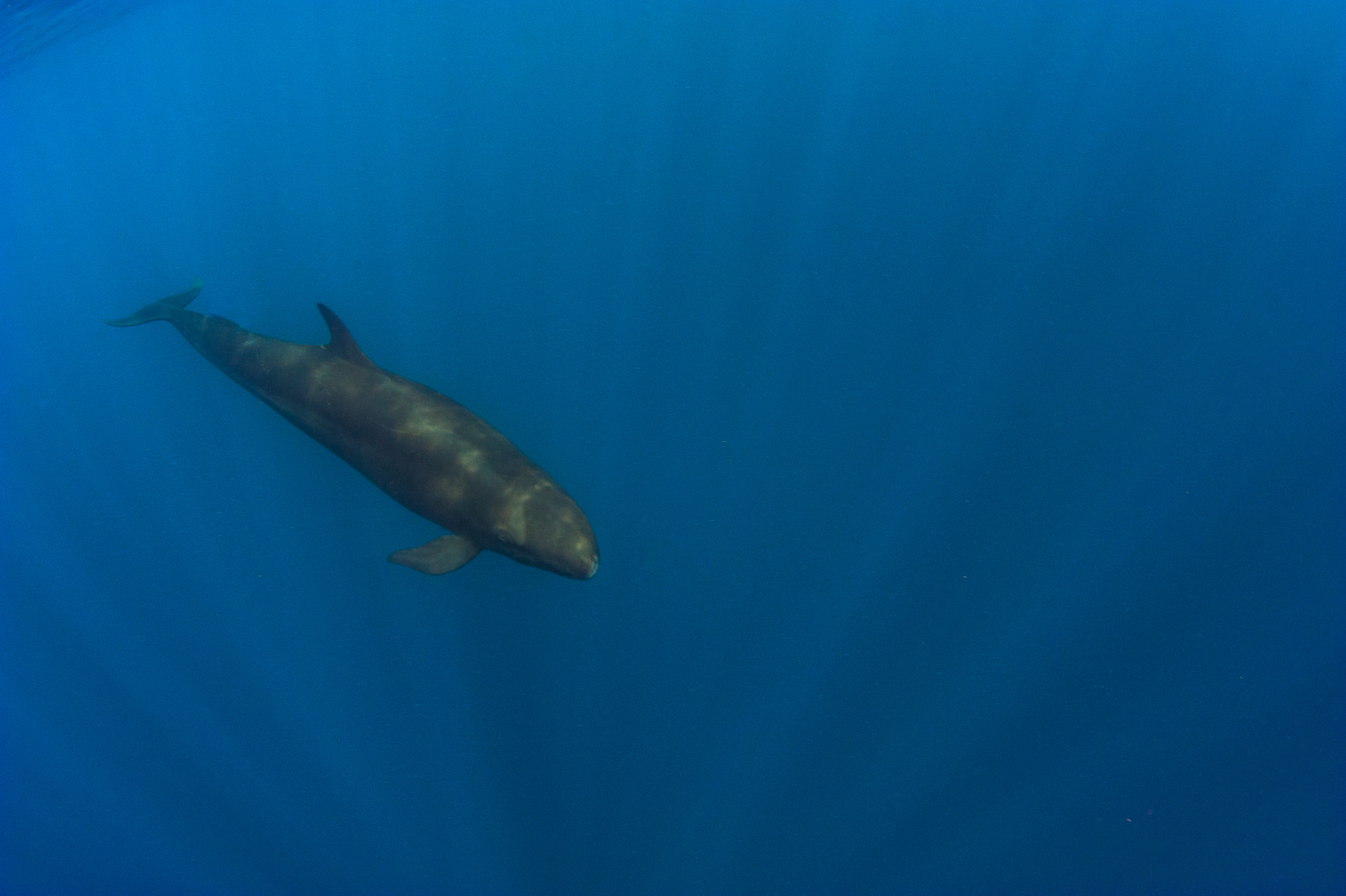 Nikon D700 + Nikon AF Fisheye-Nikkor 16mm F2.8D sample photo. False killer whale at galapagos photography