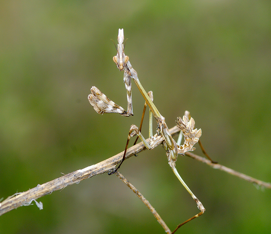 Pentax K20D sample photo. Mantis photography