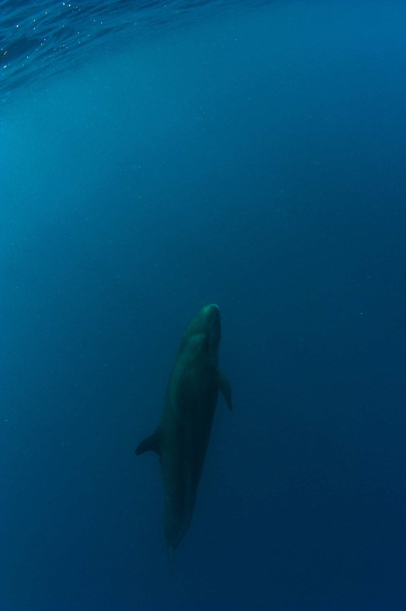 Nikon D700 + Nikon AF Fisheye-Nikkor 16mm F2.8D sample photo. False killer whale at galapagos photography