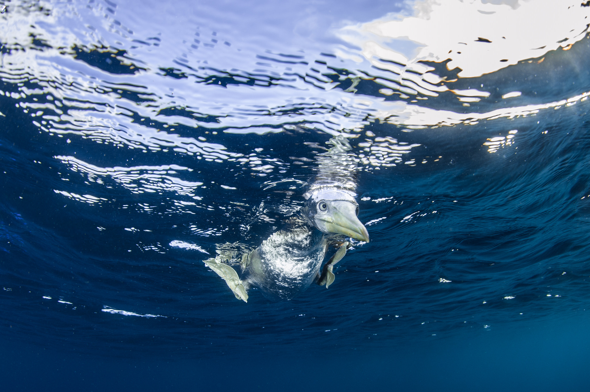 Nikon D700 sample photo. Blue-footed booby scouting for its prey photography