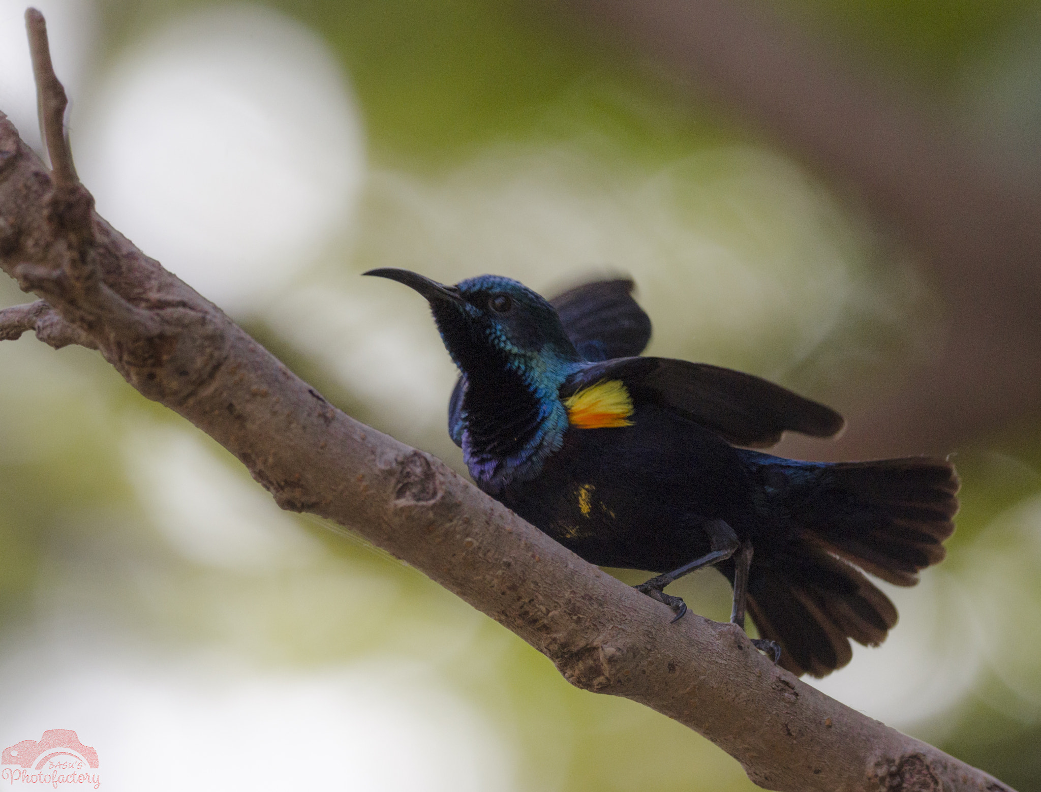 Sigma 150-600mm F5-6.3 DG OS HSM | C sample photo. Sunbird breeding plumage photography