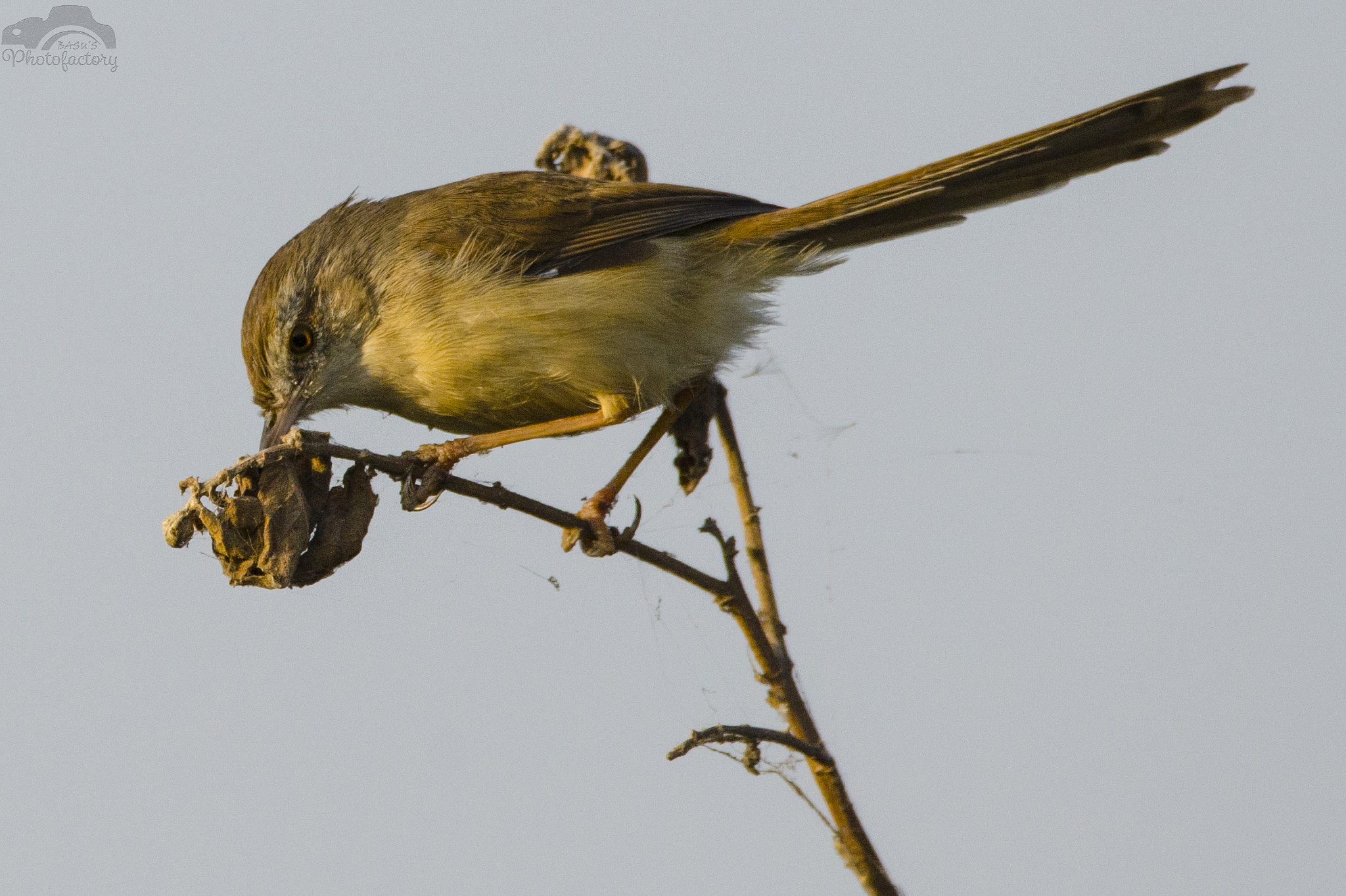 Sigma 150-600mm F5-6.3 DG OS HSM | C sample photo. Jungle prinia photography