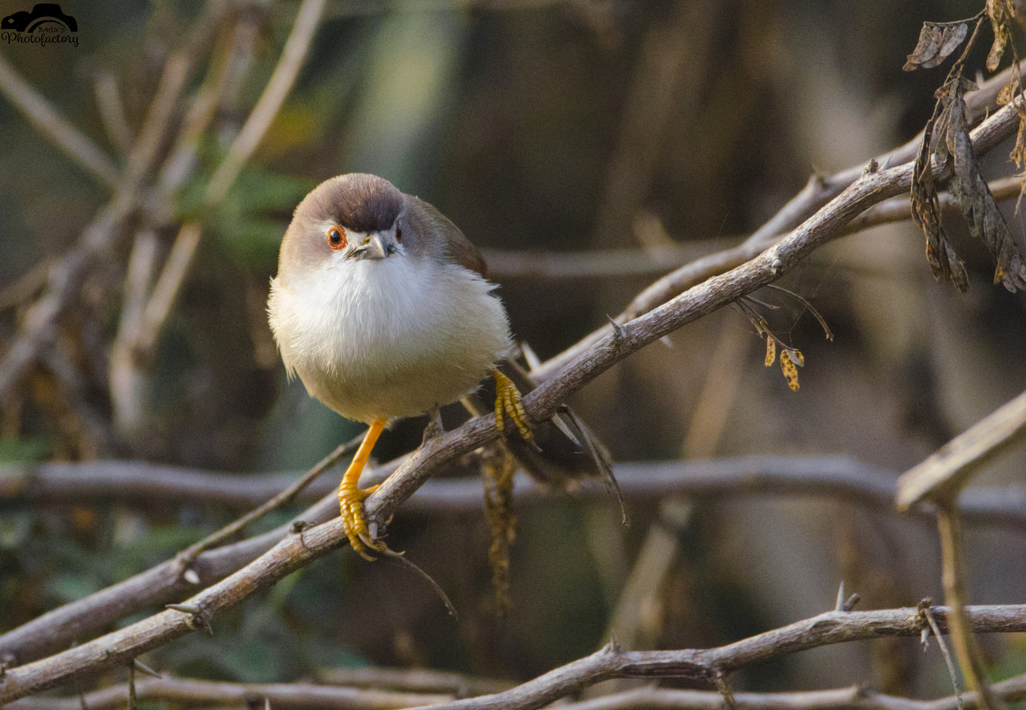 Sigma 150-600mm F5-6.3 DG OS HSM | C sample photo. Yello eyed babler photography