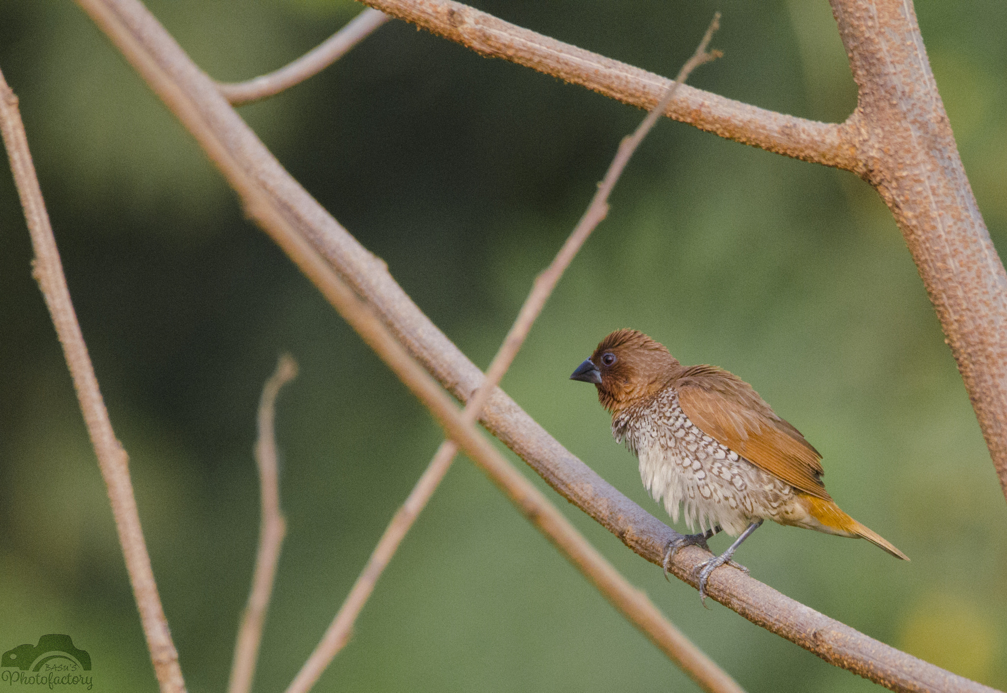 Sigma 150-600mm F5-6.3 DG OS HSM | C sample photo. Scaly breasted munia photography