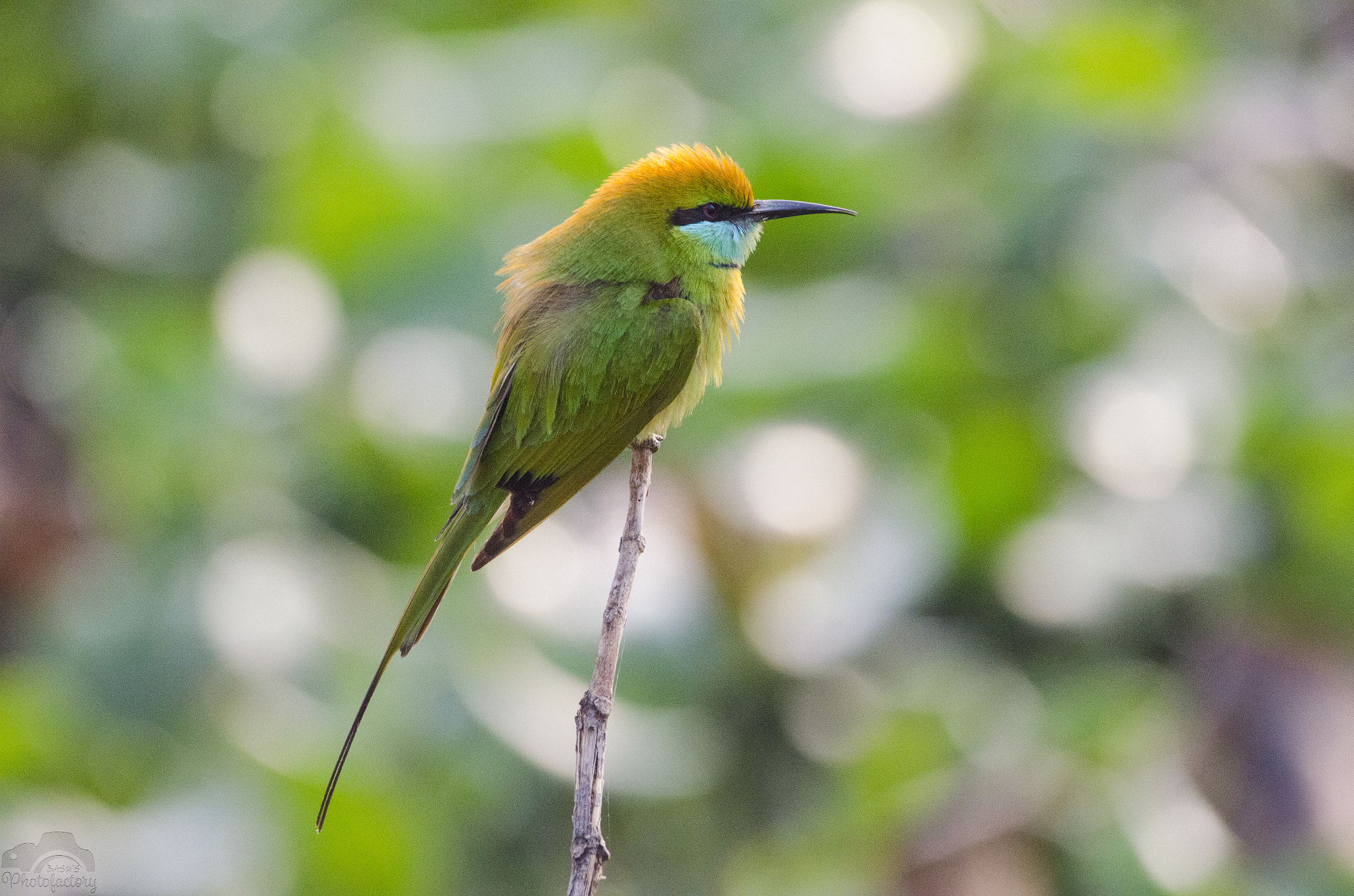 Sigma 150-600mm F5-6.3 DG OS HSM | C sample photo. Green bee eater photography