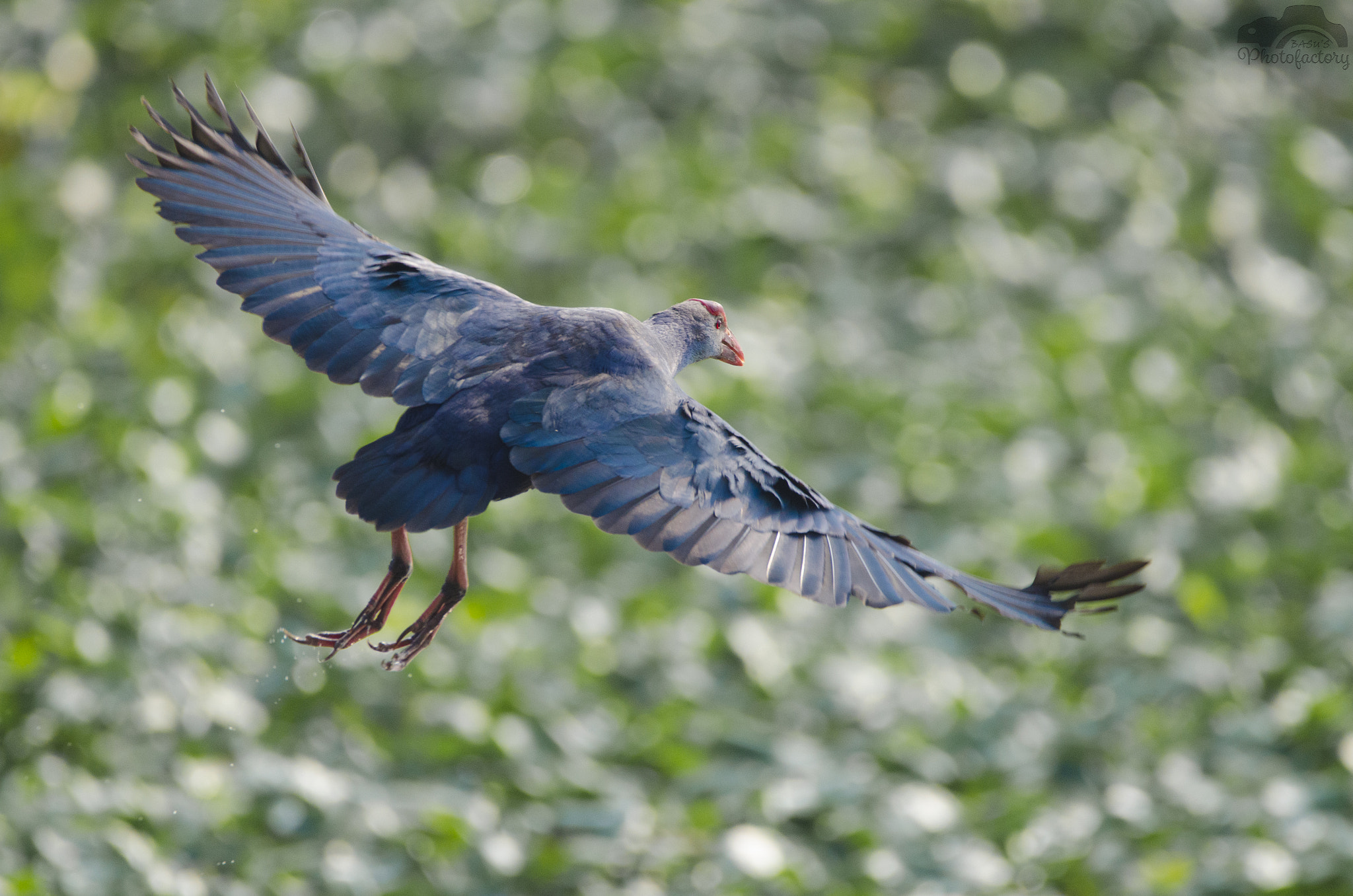 Sigma 150-600mm F5-6.3 DG OS HSM | C sample photo. Grey-headed swamphen photography